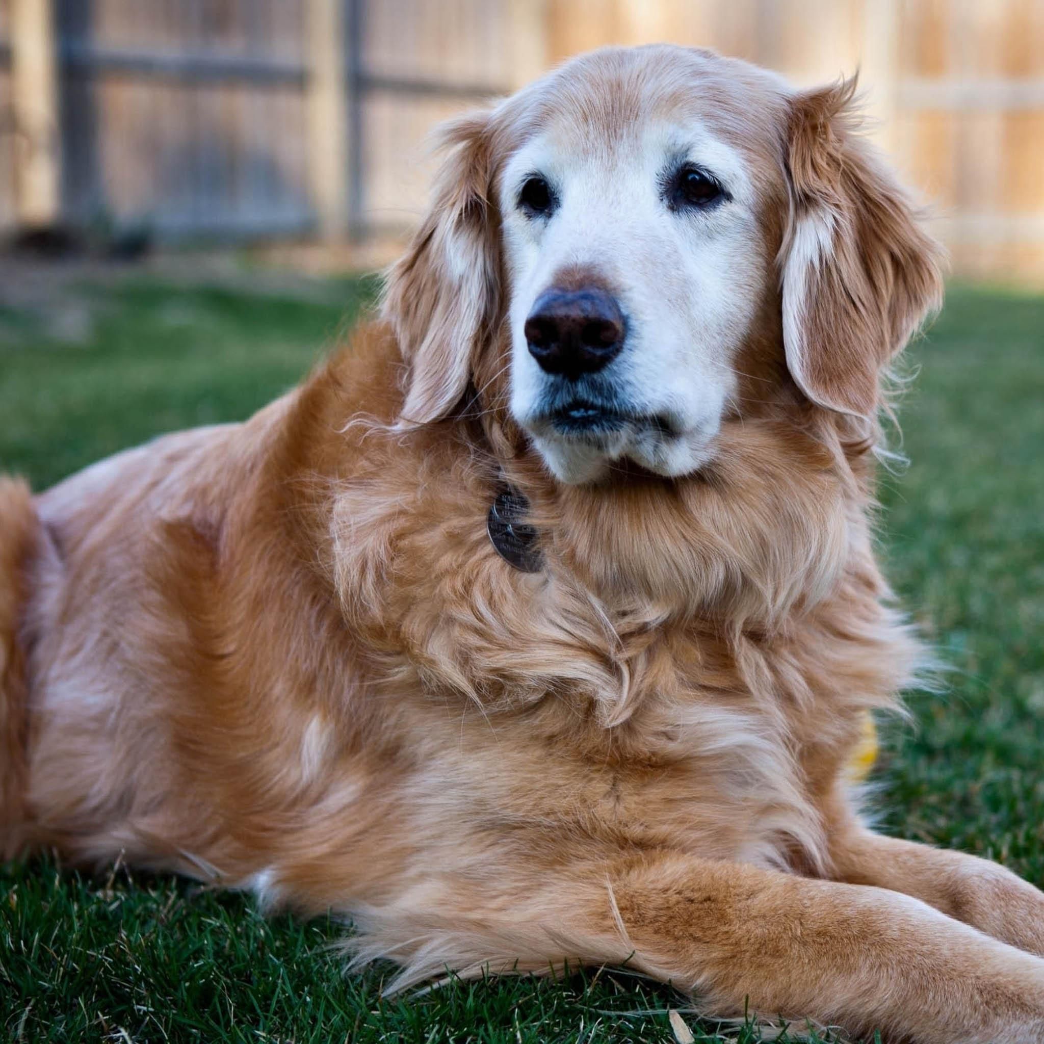2048x2048 Sad Golden Retriever dog photo and wallpaper. Beautiful Sad Golden Retriever dog picture