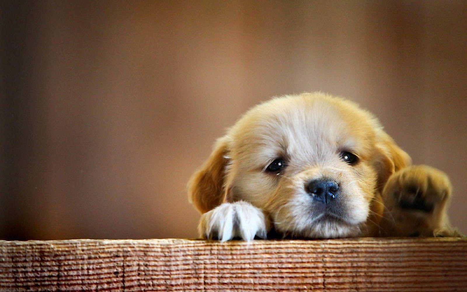 1600x1000 Sad Puppy Wallpaper