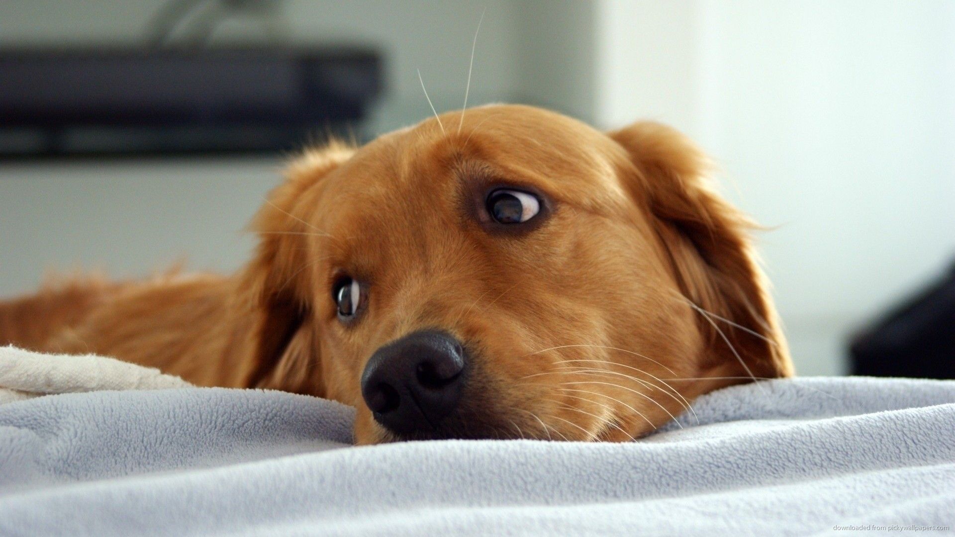 1920x1080 Sad Golden Retriever photo and wallpaper. Beautiful Sad Golden Retriever picture