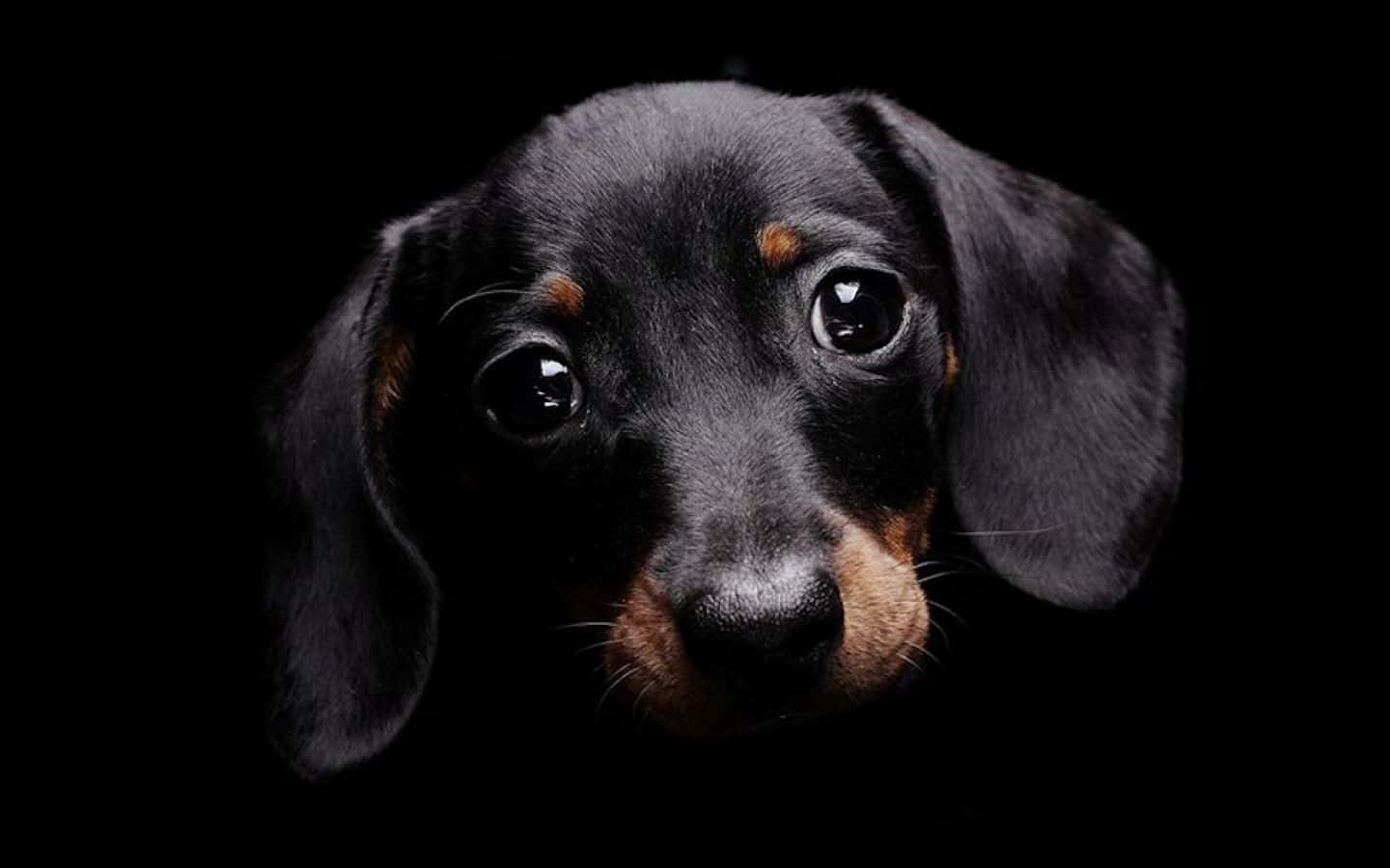 1440x900 Download Beautiful Black Sad Dog Picture
