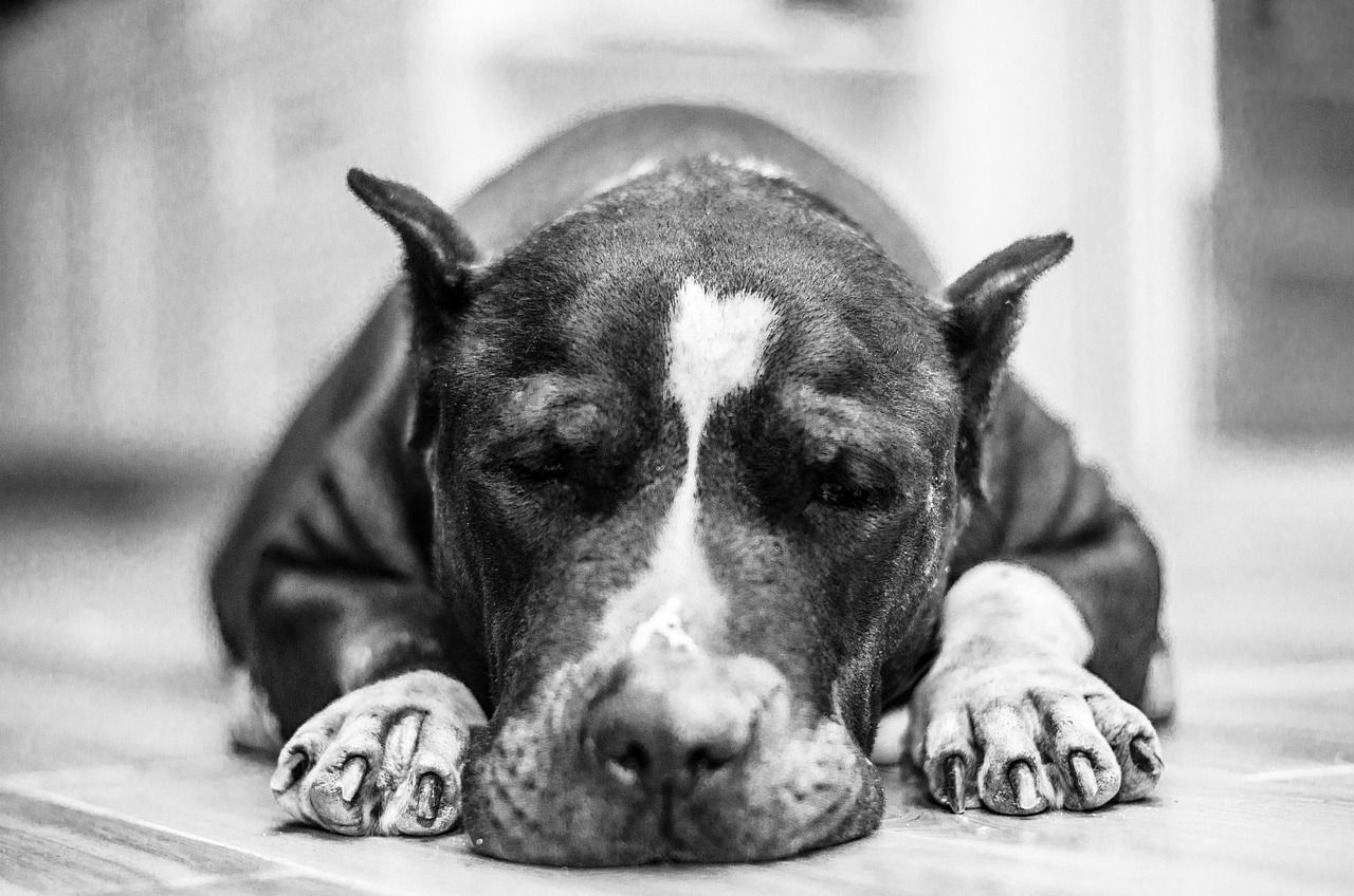 1280x848 Sad Dog Animal