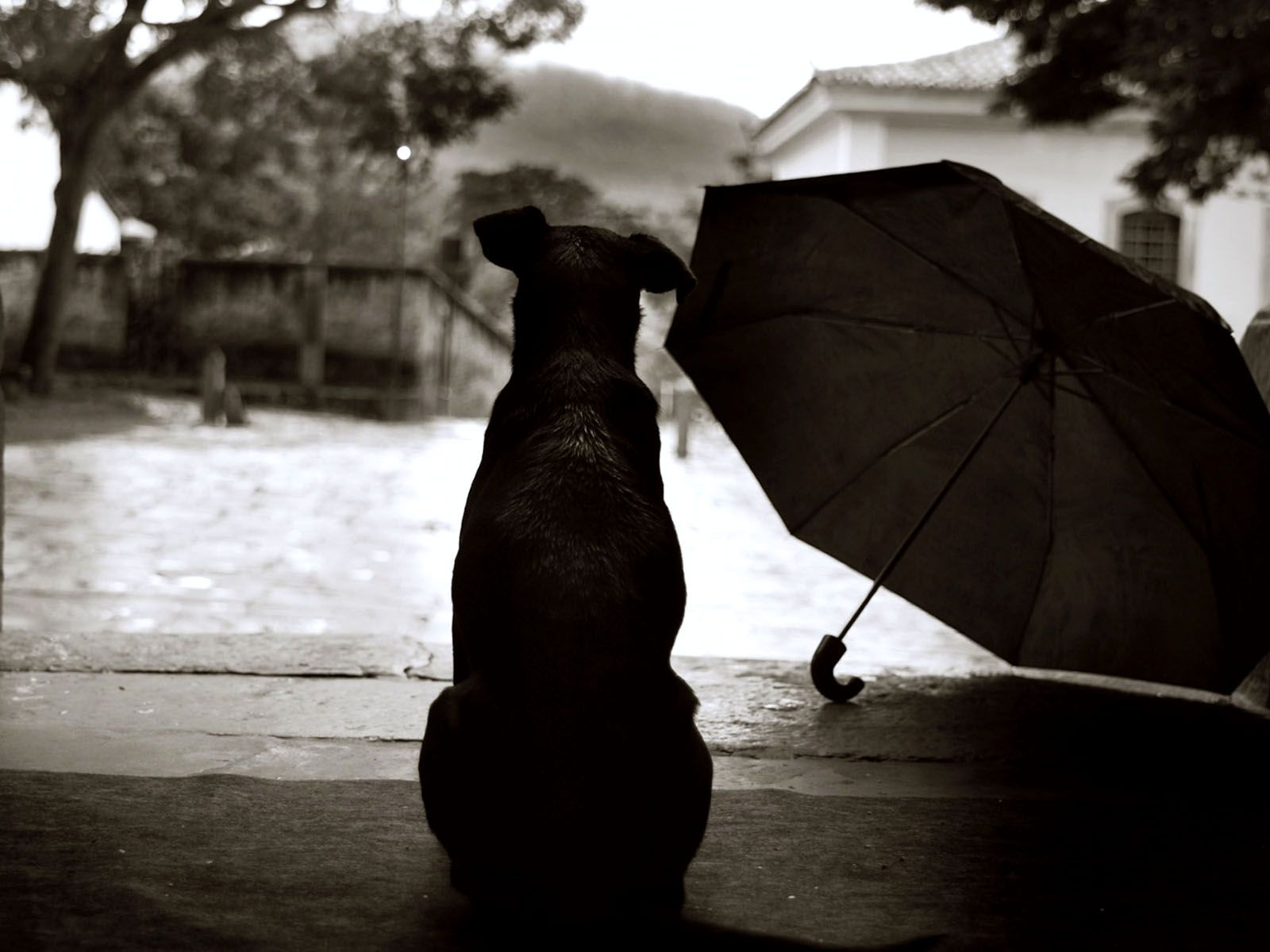 1600x1200 Black Dog Sad Rain Picture Wallpaper HD / Desktop and Mobile Background