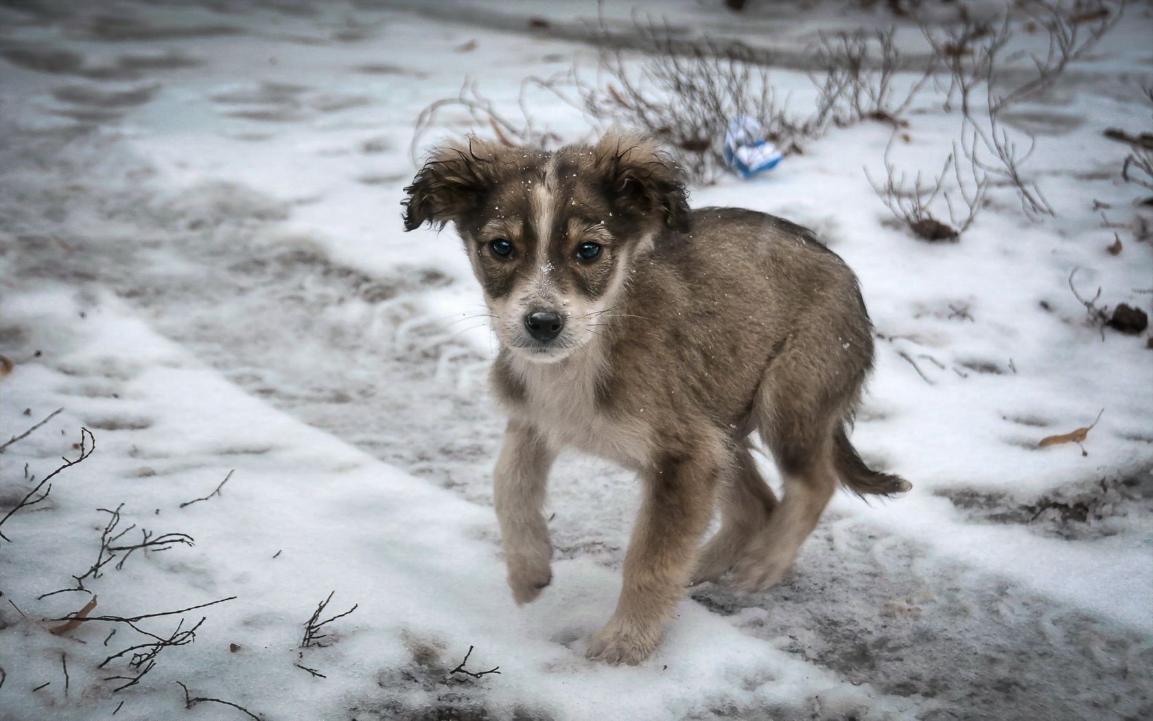 1680x1050 dog, Puppy, Snow, Sad, Lonely Wallpaper HD / Desktop and Mobile Background