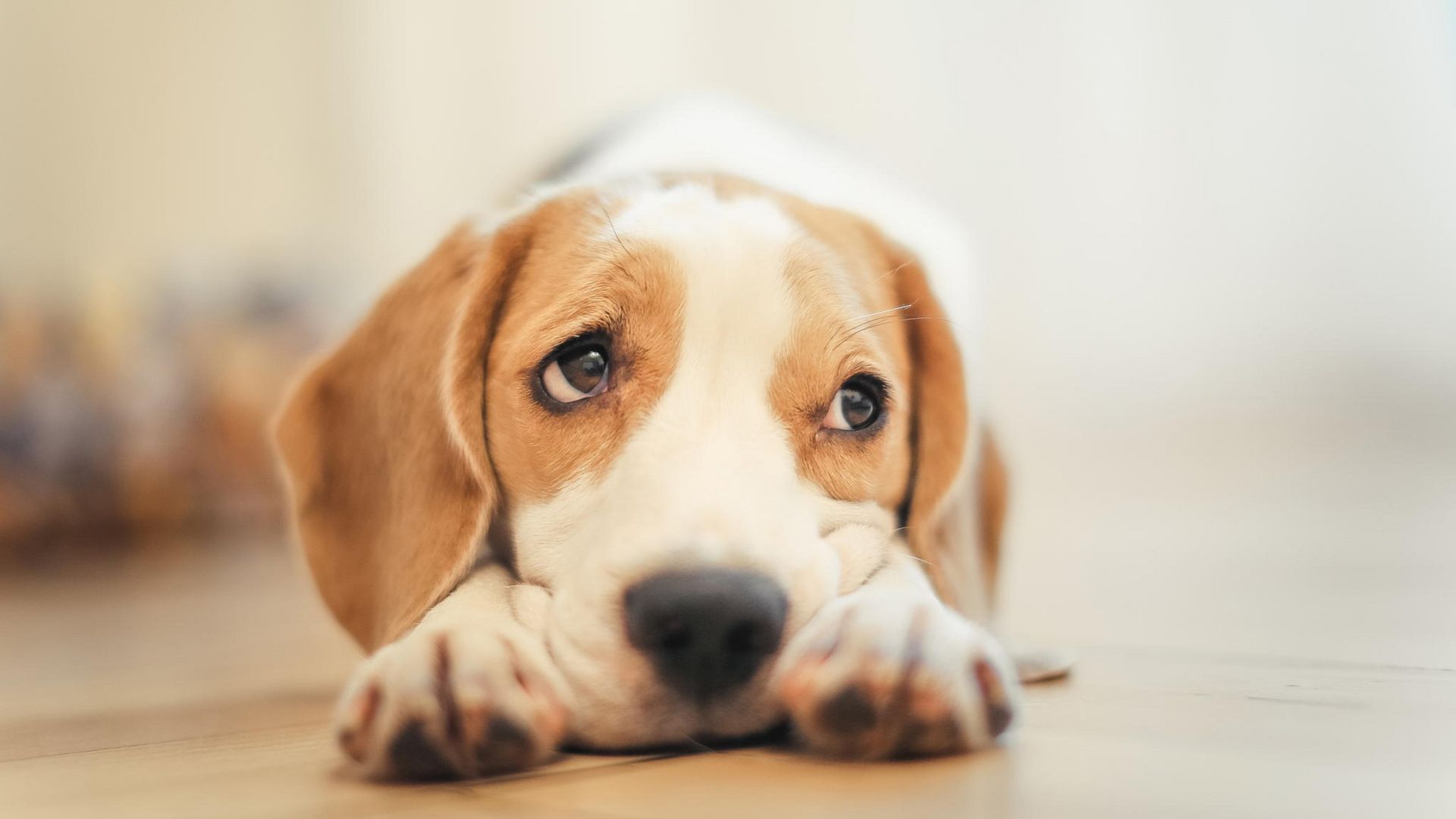 1920x1080 Download Sad dog, Sad, Dog Wallpaper in 1920x1080 Resolution