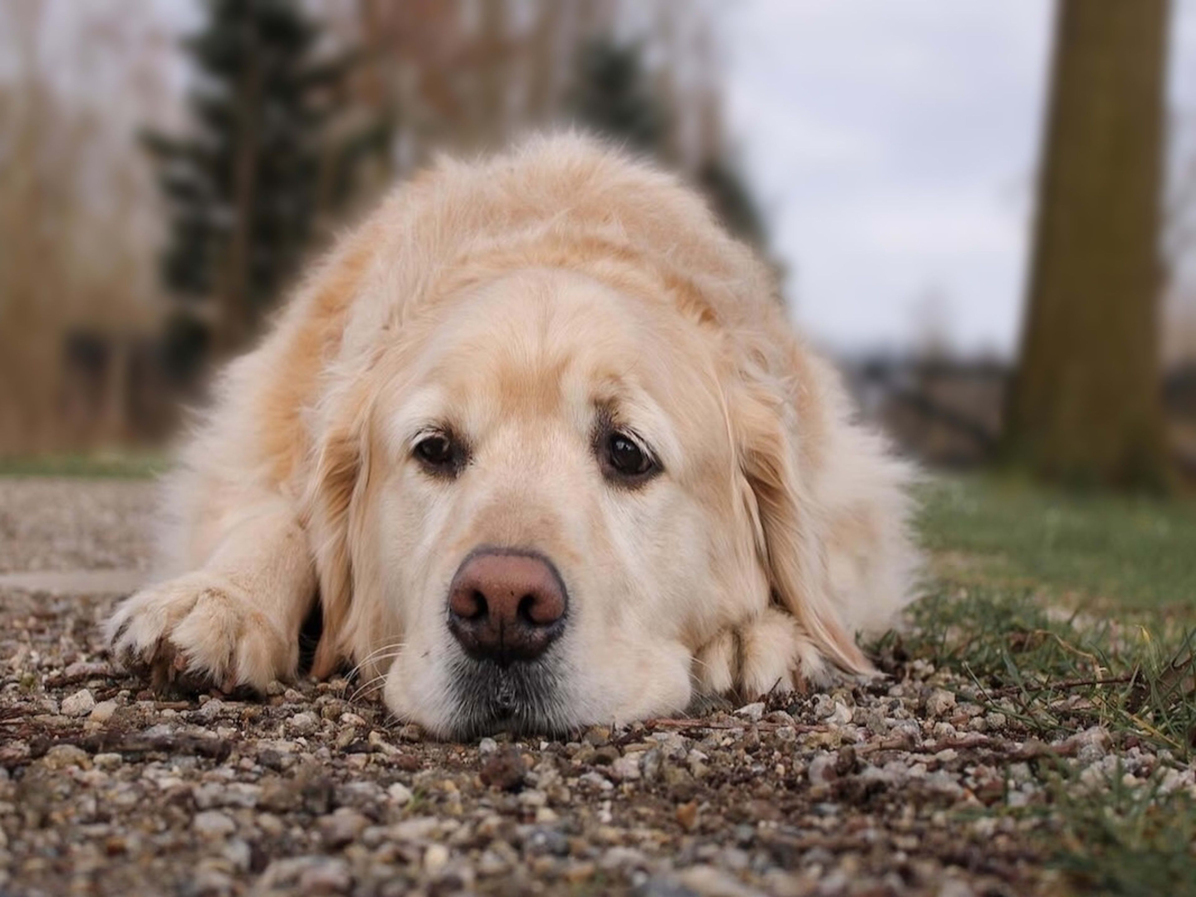3840x2880 Golden Retriever's Sad Face After 'Being Rejected' by Neighborhood Pup Has Us in Our Feelings