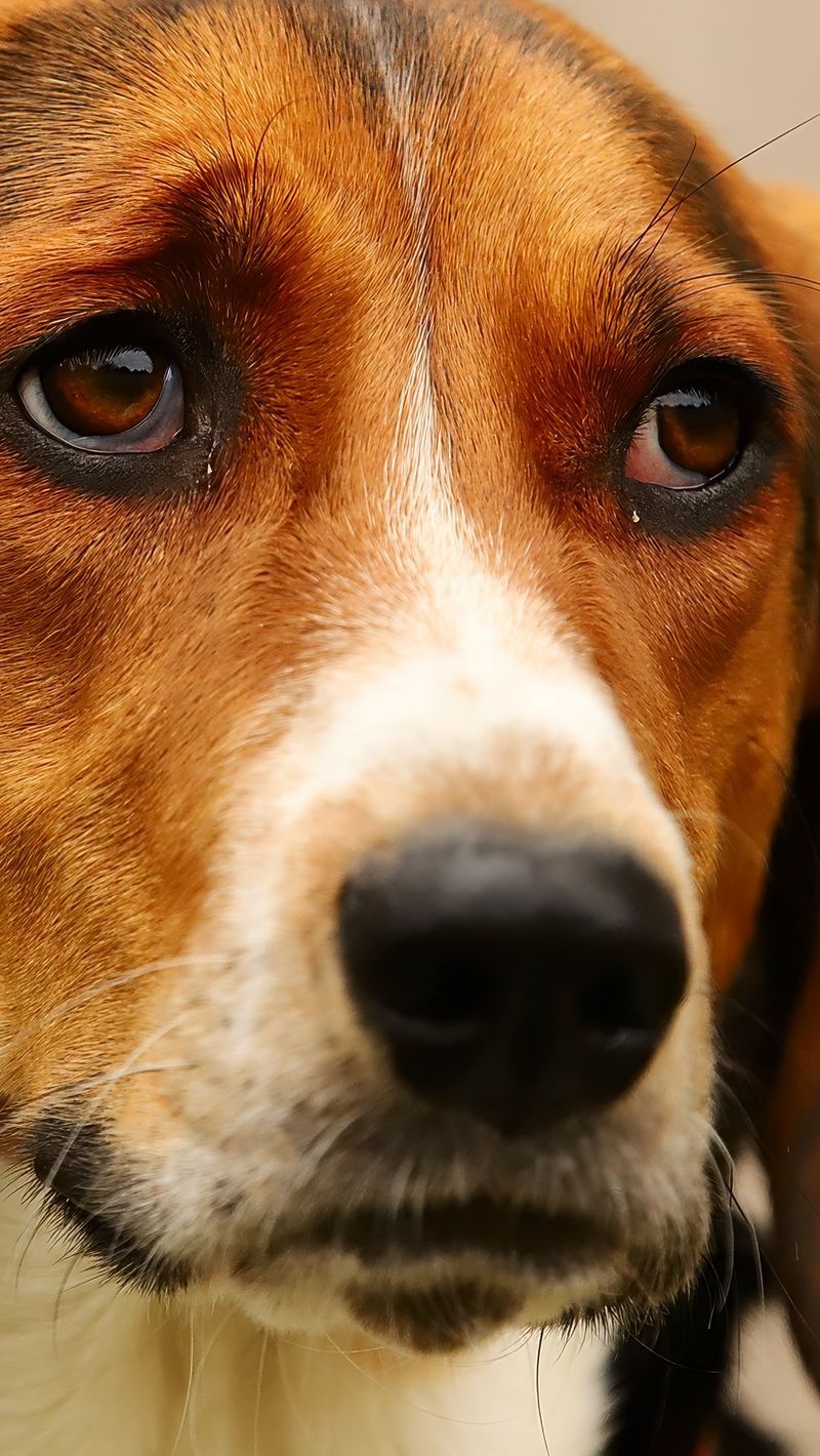 800x1420 Download Wallpaper 800x1420 Dog, Pet, Sad Iphone Se 5s 5c 5 For Parallax HD Background