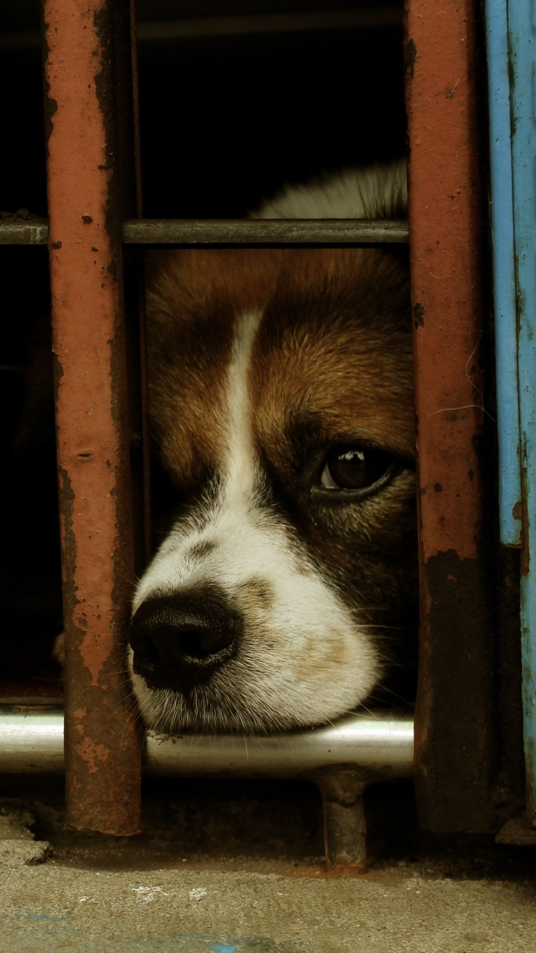 1080x1920 Phone wallpaper: Sad, Animal, Dog, Dogs 1179764