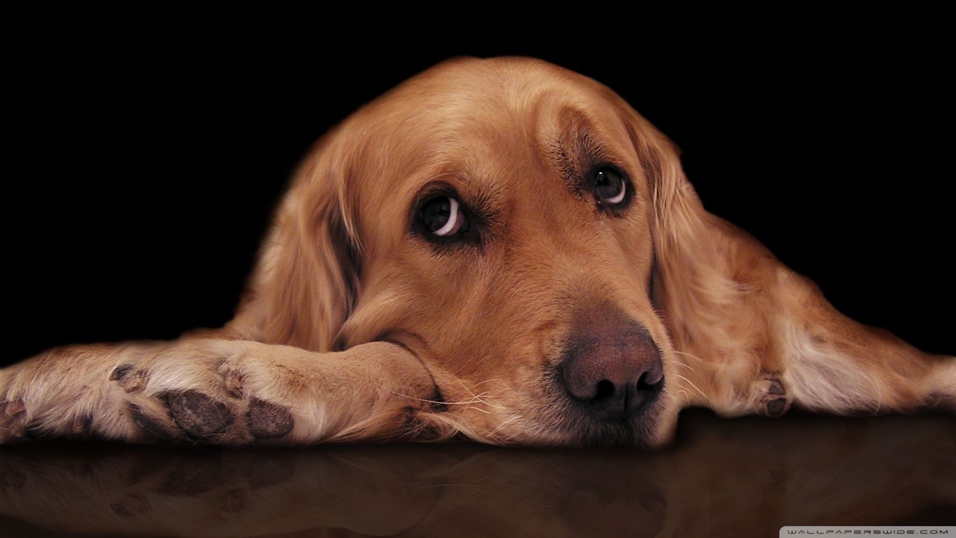 1920x1080 Sad Dog 4K UHD Wallpaper for UltraHD Desktop and TV : Widescreen and UltraWide Display : Smartphone and Tablet Devices