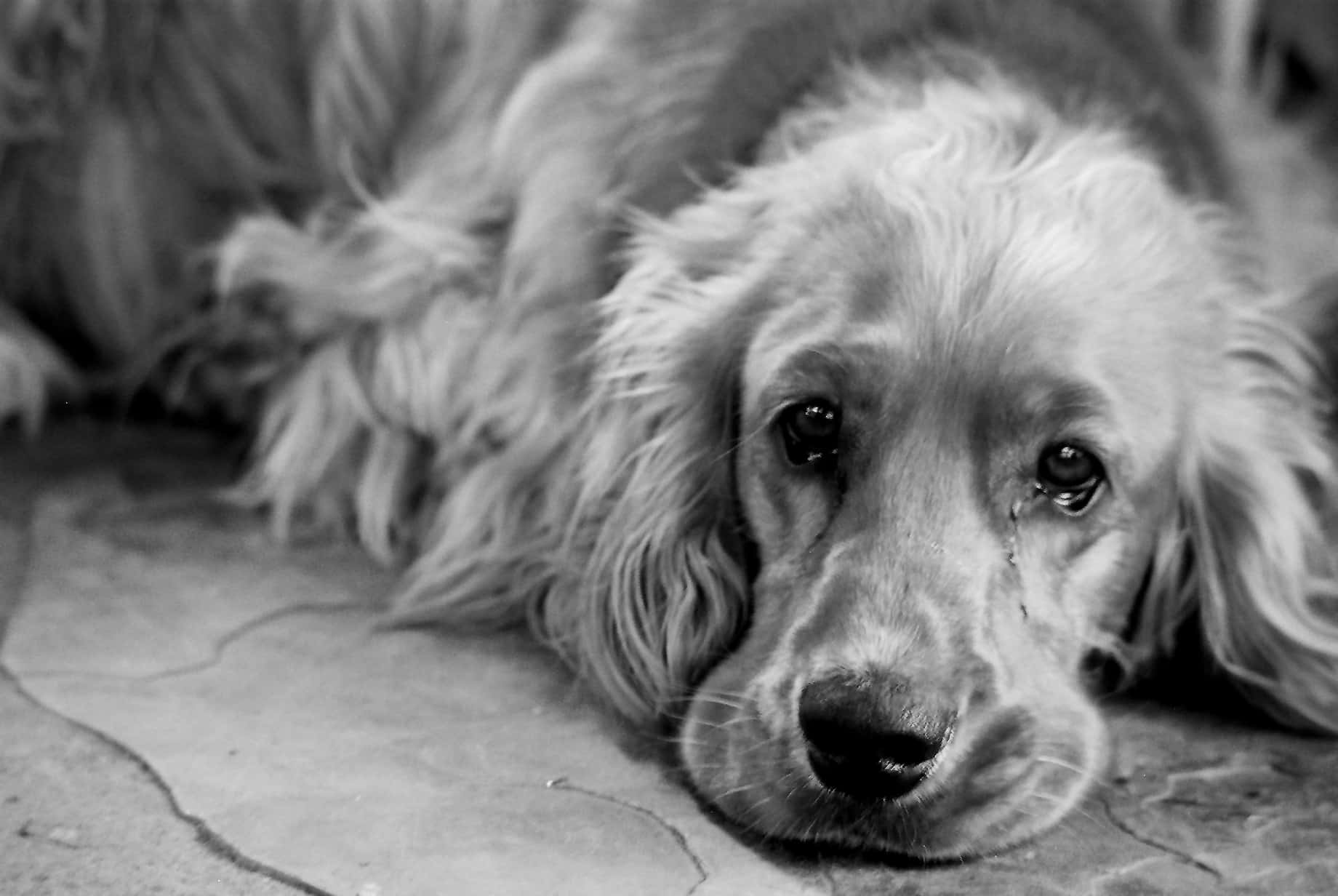 1840x1232 Download Sad Dog In Solitude Wallpaper