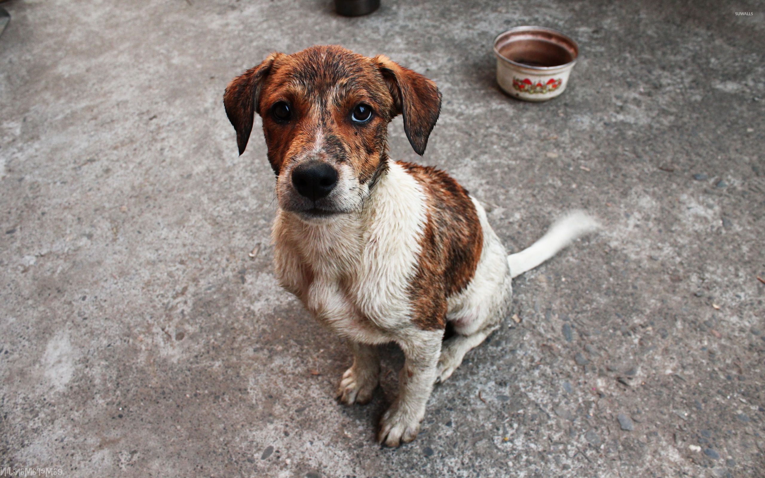 2560x1600 Dirty sad puppy wallpaper wallpaper