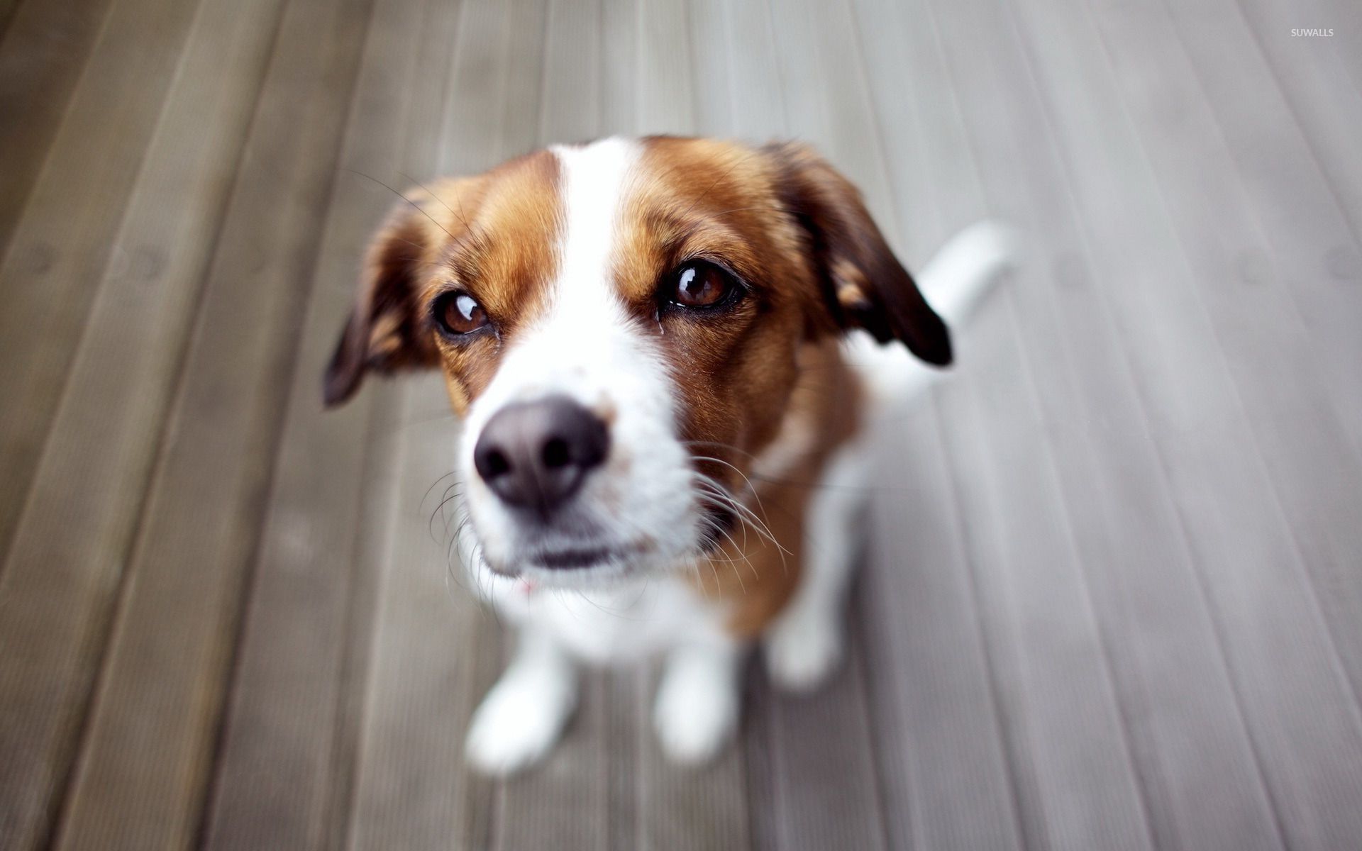 1920x1200 Sad puppy wallpaper wallpaper