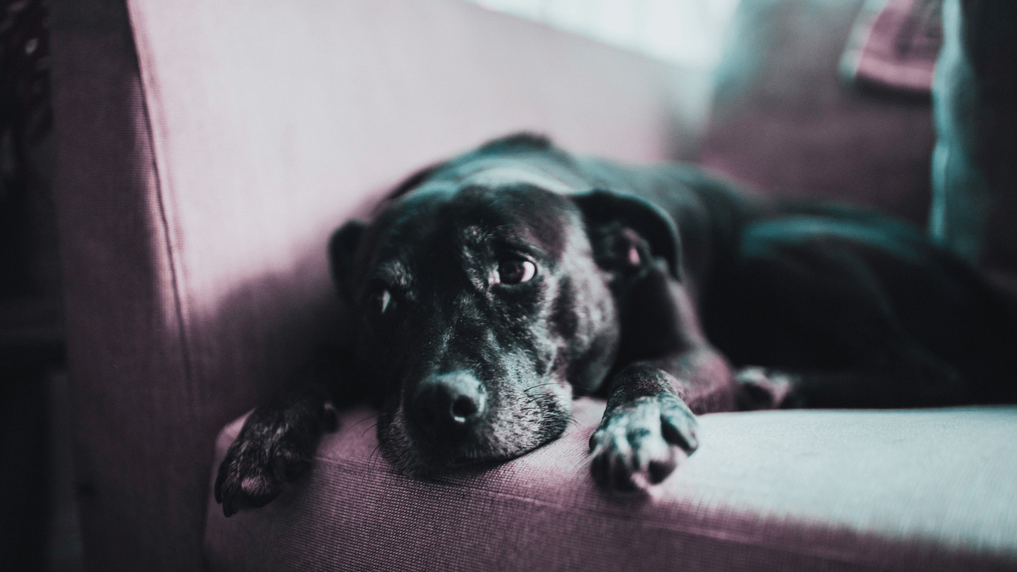 2000x1125 Why Your Dog Always Looks Sad When You Feel Happy