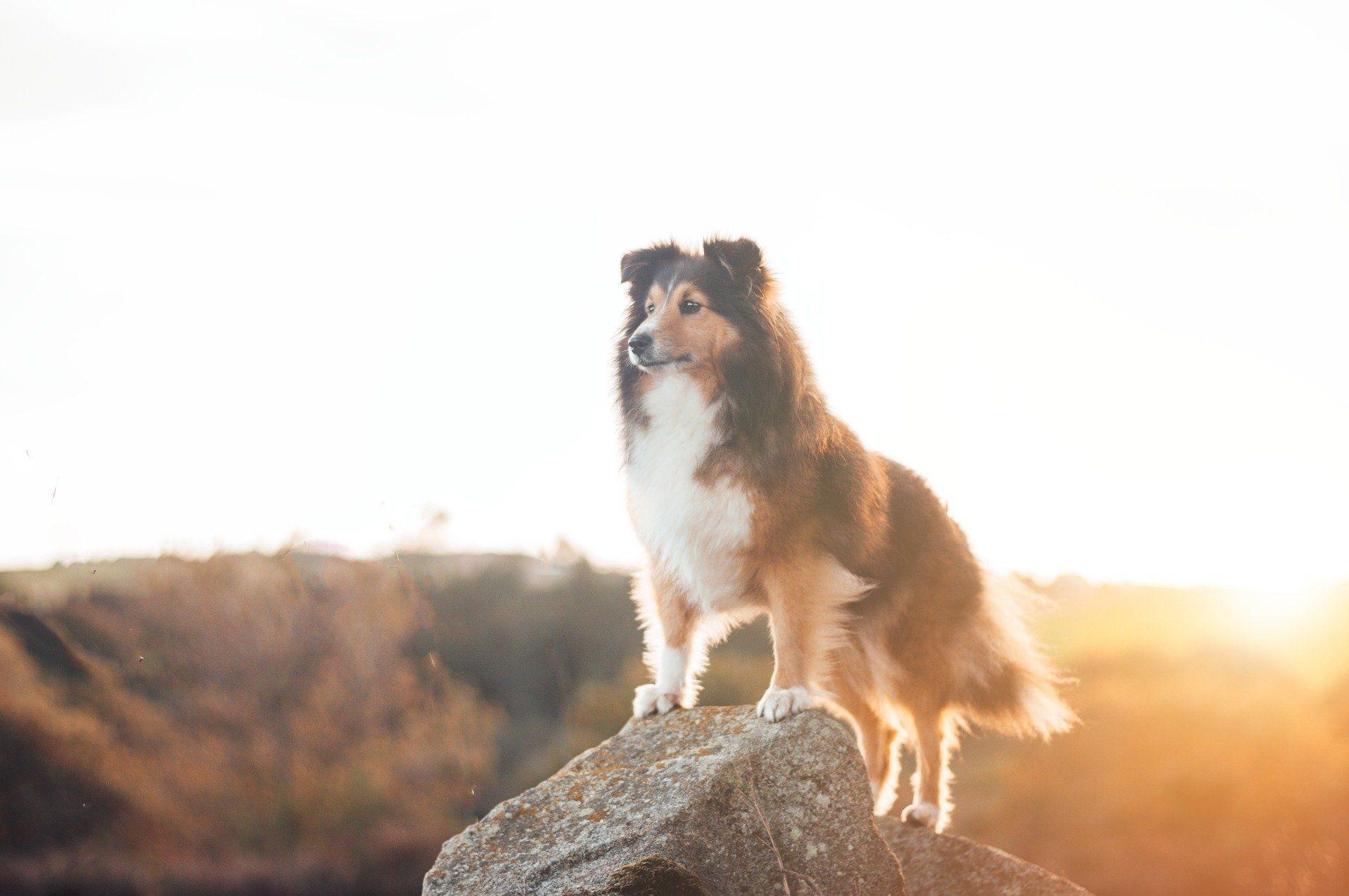 1920x1275 Lassie TV Show Wallpaper
