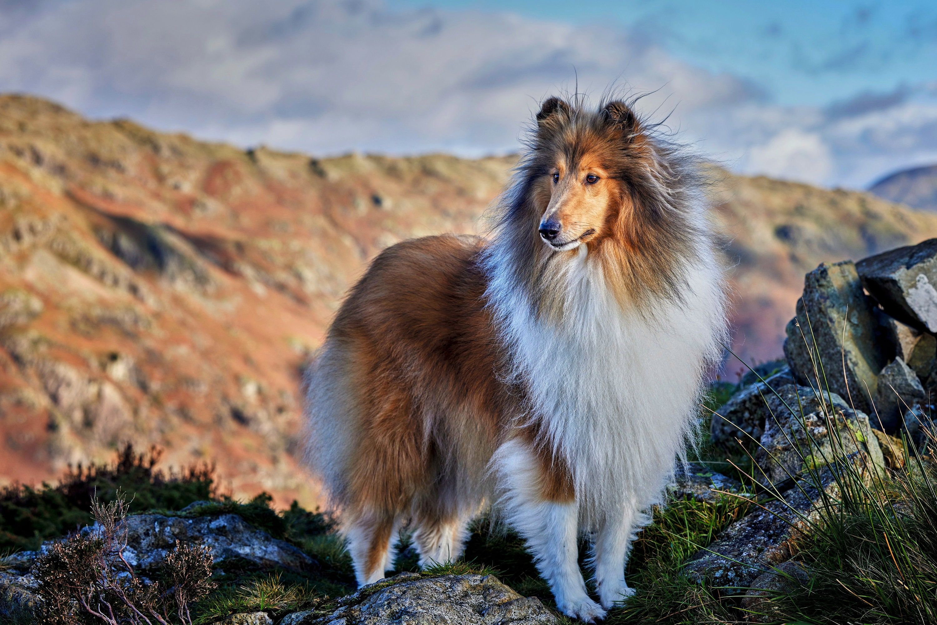 3000x2001 Rough Collie, Lassie Dog, Lake District Blank Greetings Card
