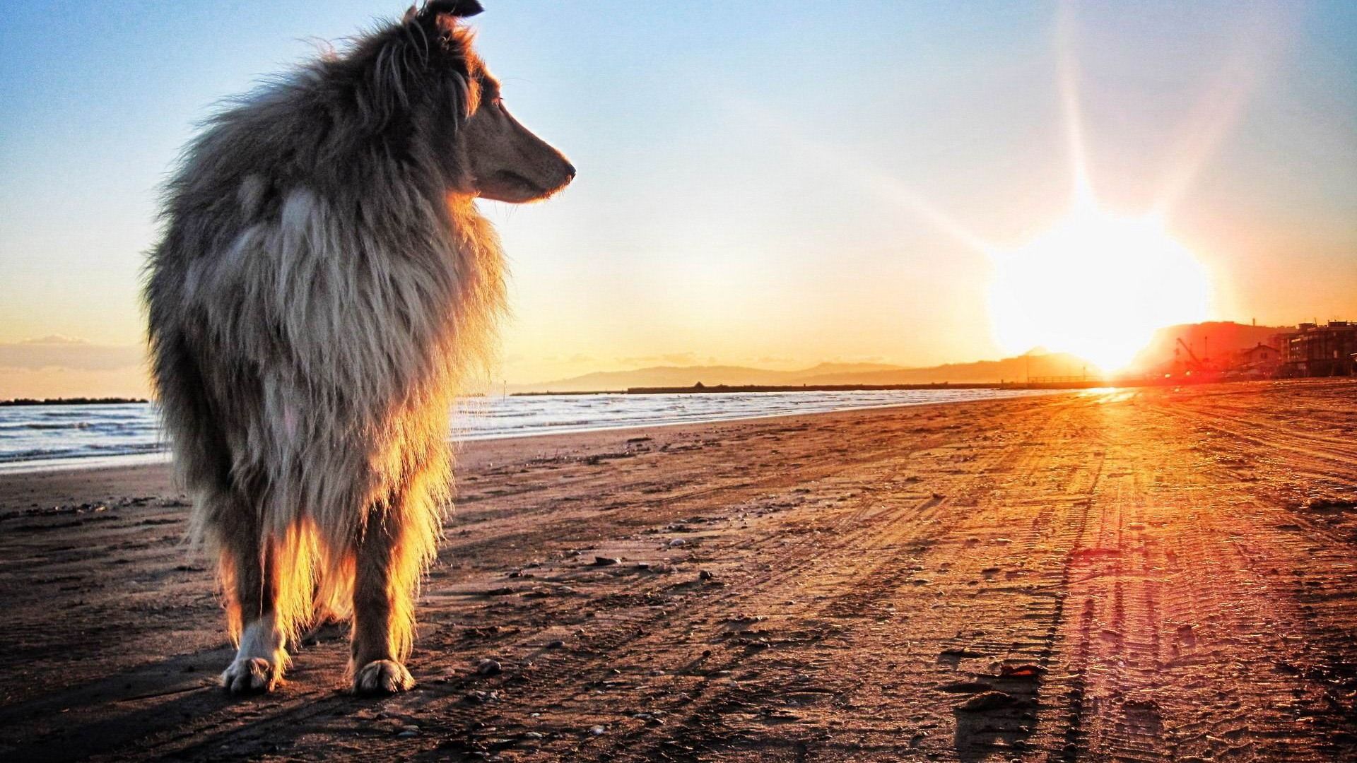 1920x1080 Lassie Dog Animal Photography Wallpaper