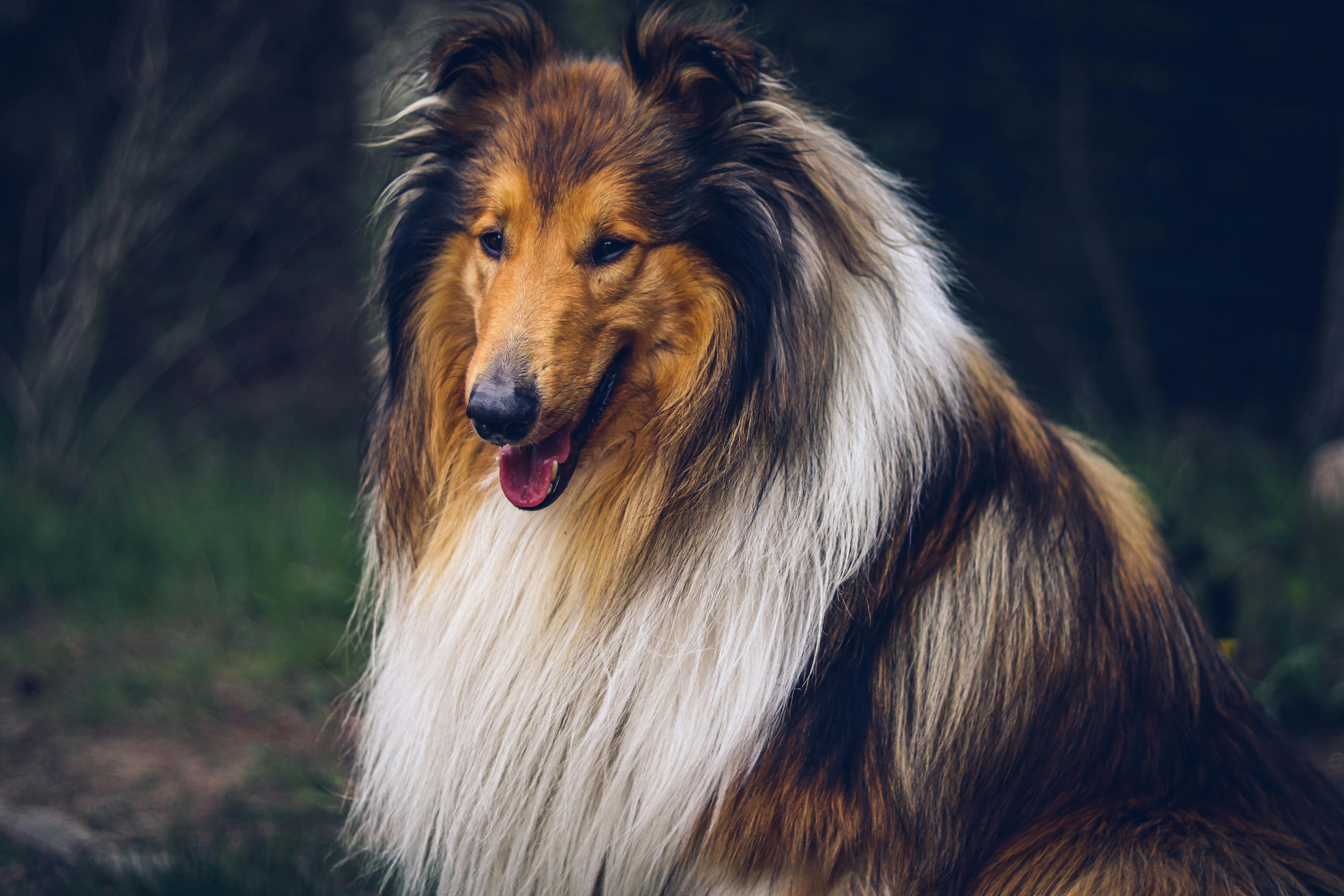 6000x4000 Lassie Dog Photo, Download The BEST Free Lassie Dog & HD Image