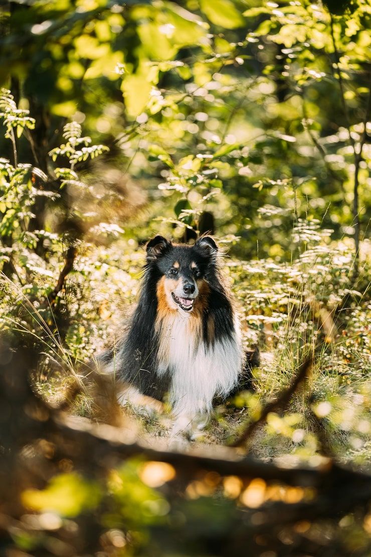 740x1110 Lassie dog Image
