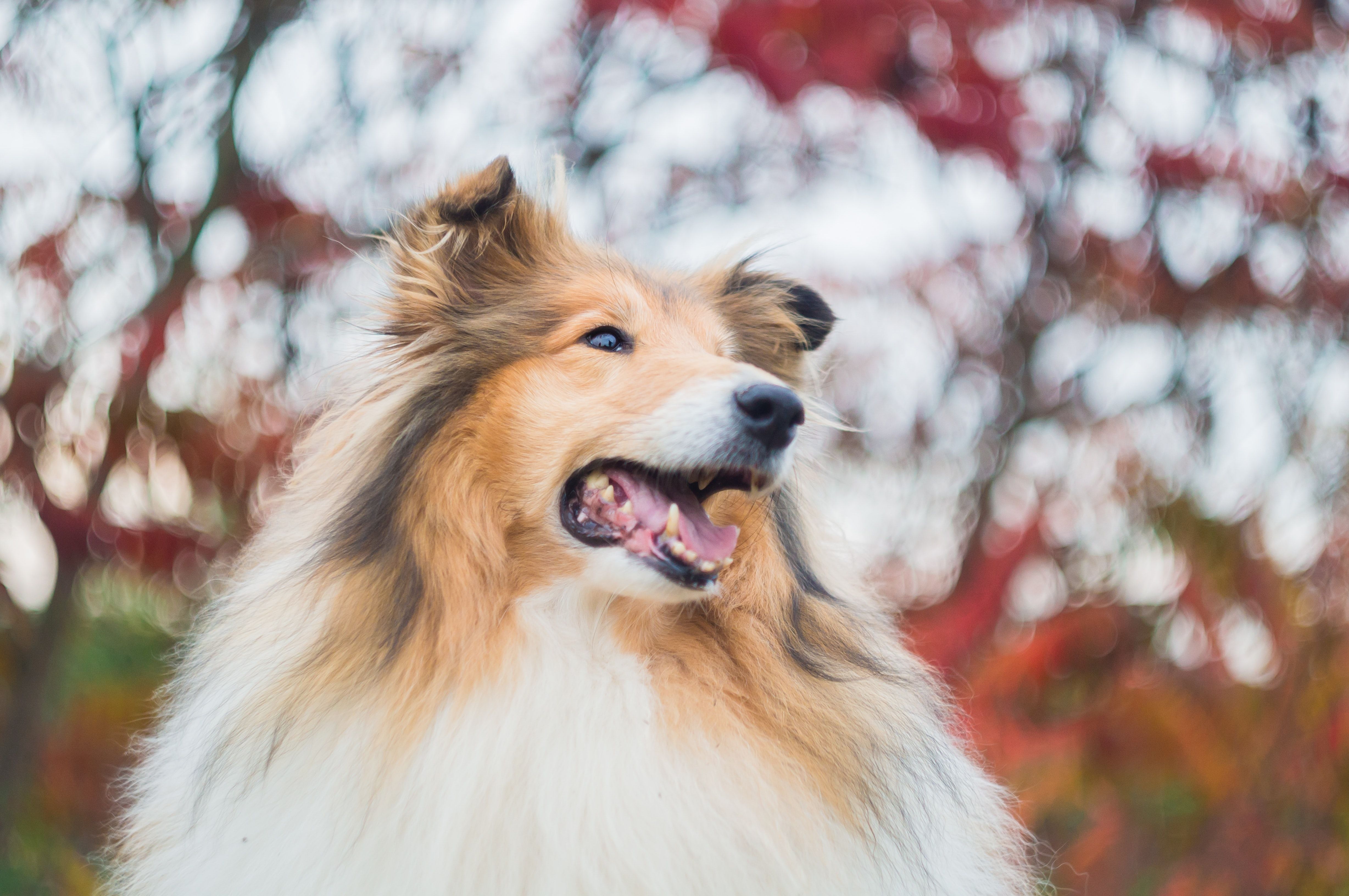 4912x3264 Swedish pet insurer Lassie gets paws on €11m