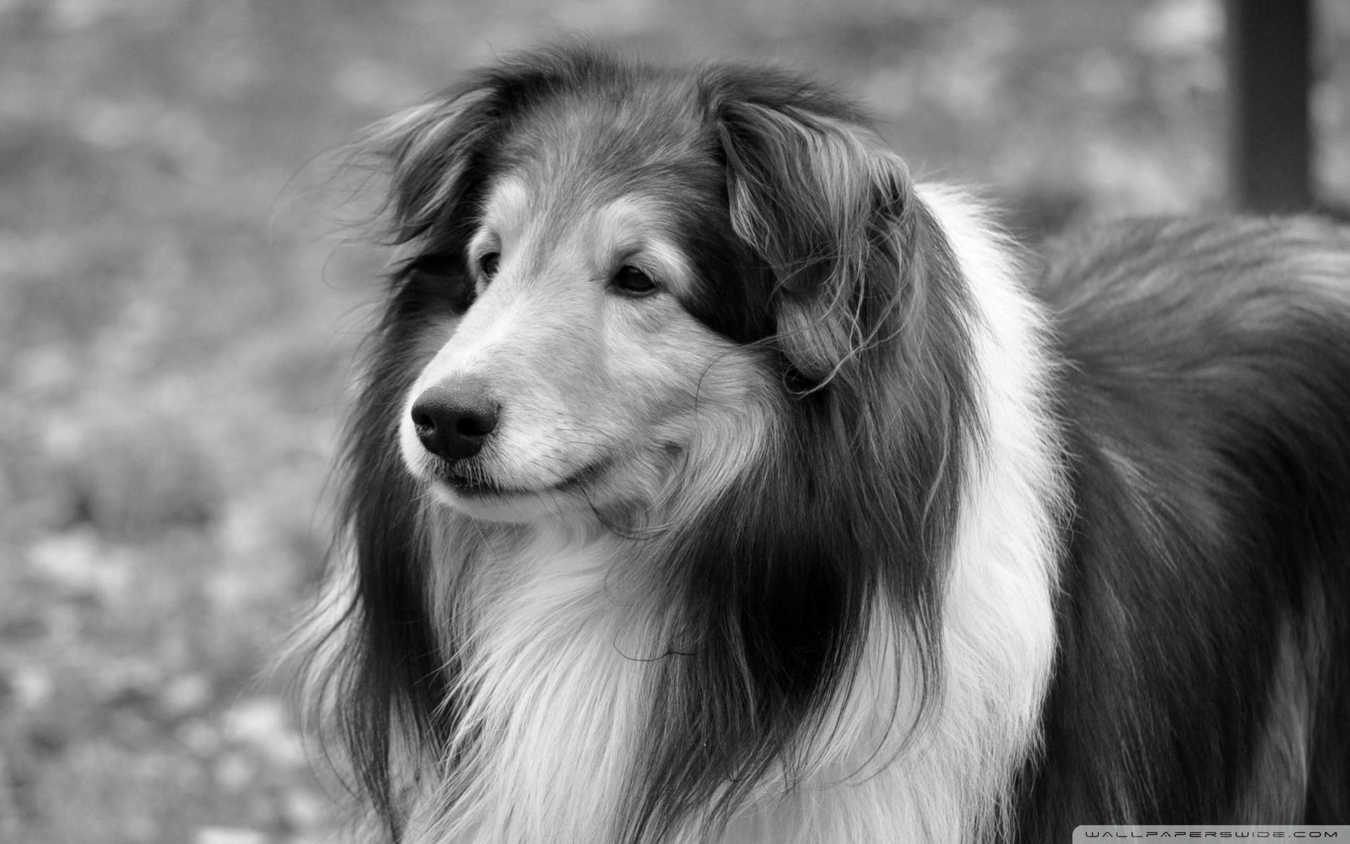 1920x1200 Lassie Dog 4K UHD Wallpaper for UltraHD Desktop and TV : Smartphone and Tablet Devices