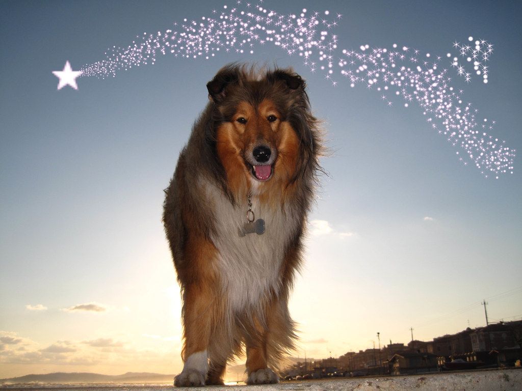 1024x768 What a wonderful day!. Lassie looks at me, posing like a mo