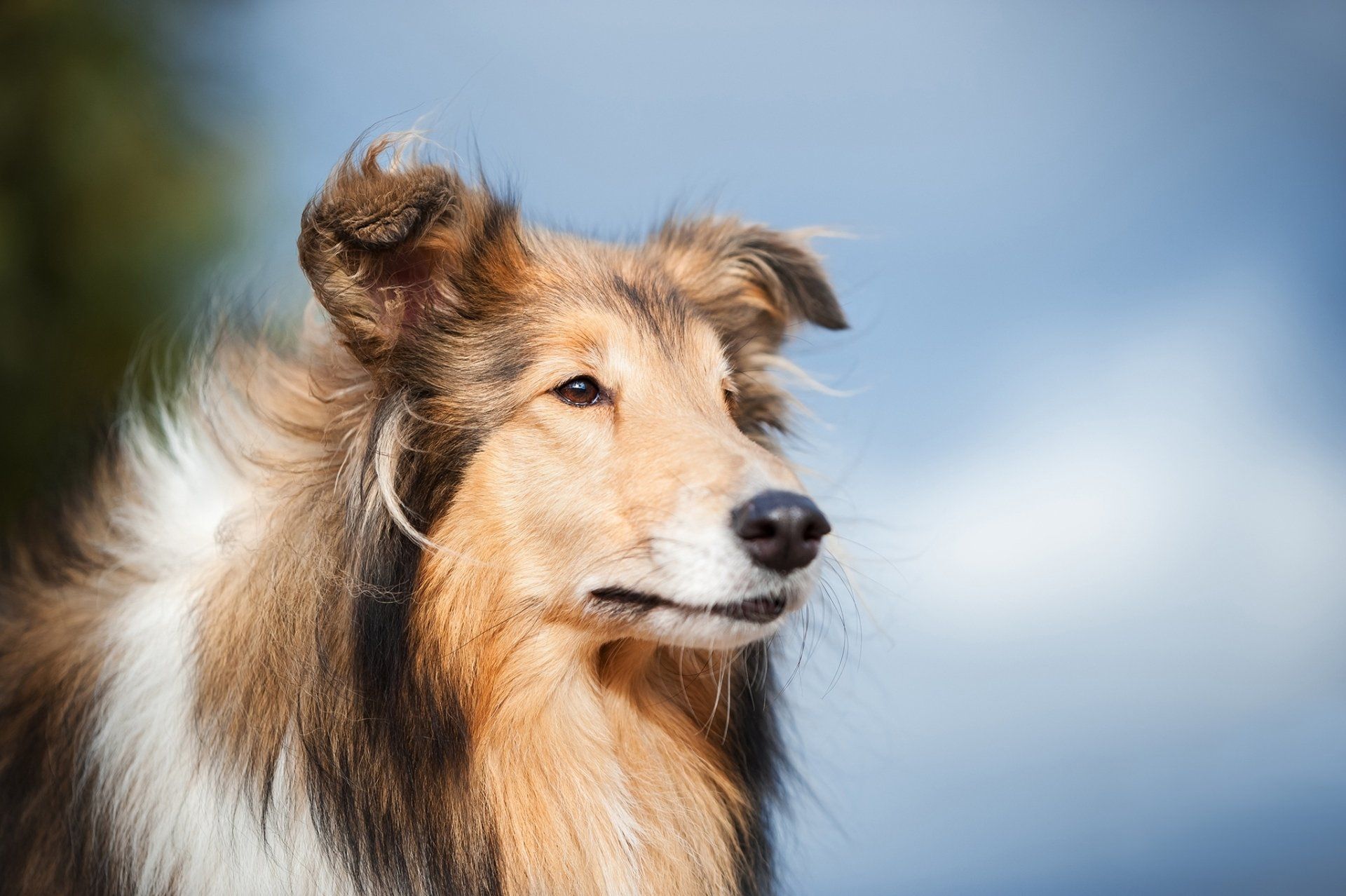 1920x1278 Majestic Rough Collie HD Wallpaper