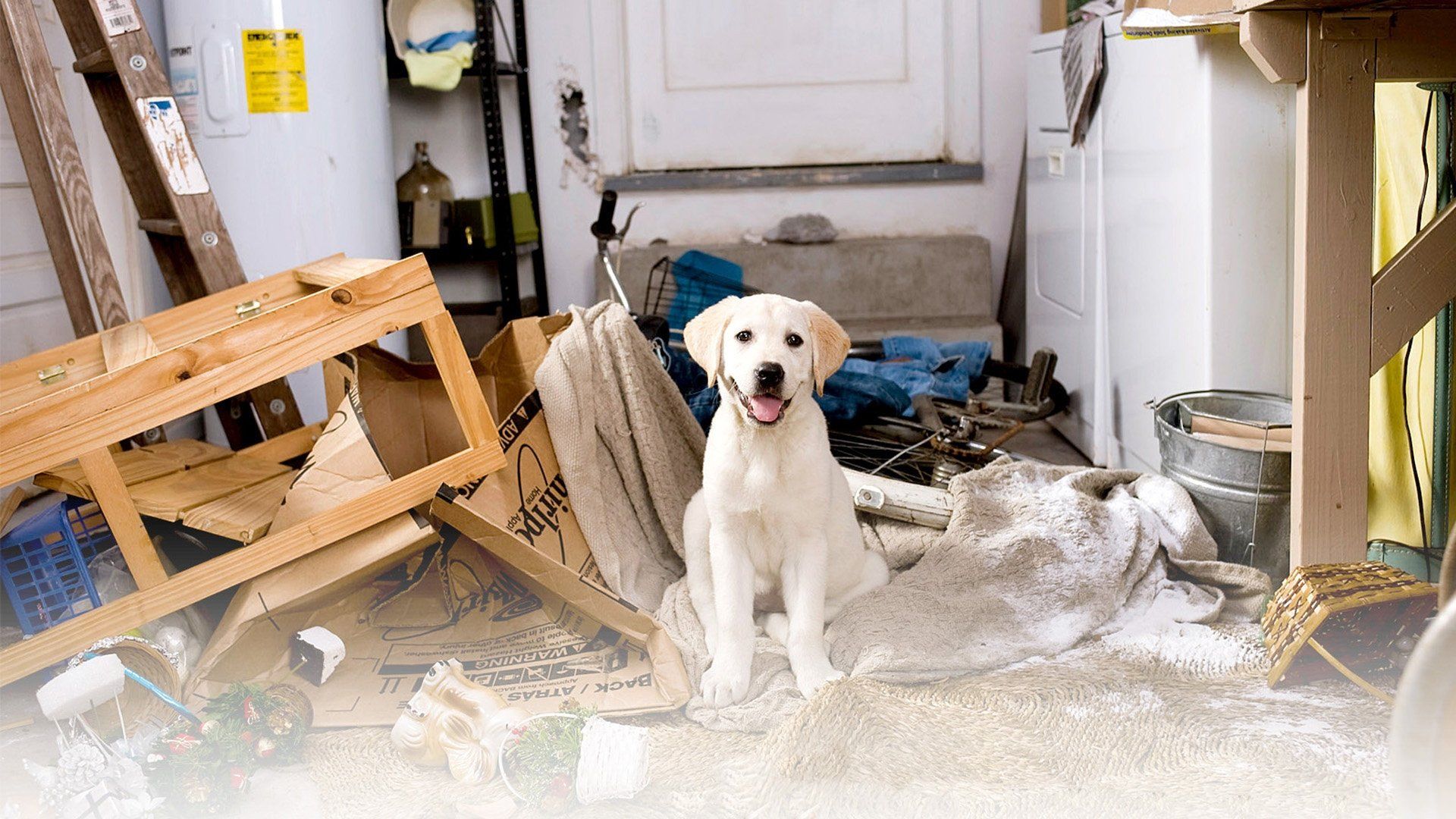 1920x1080 Marley & Me Collection