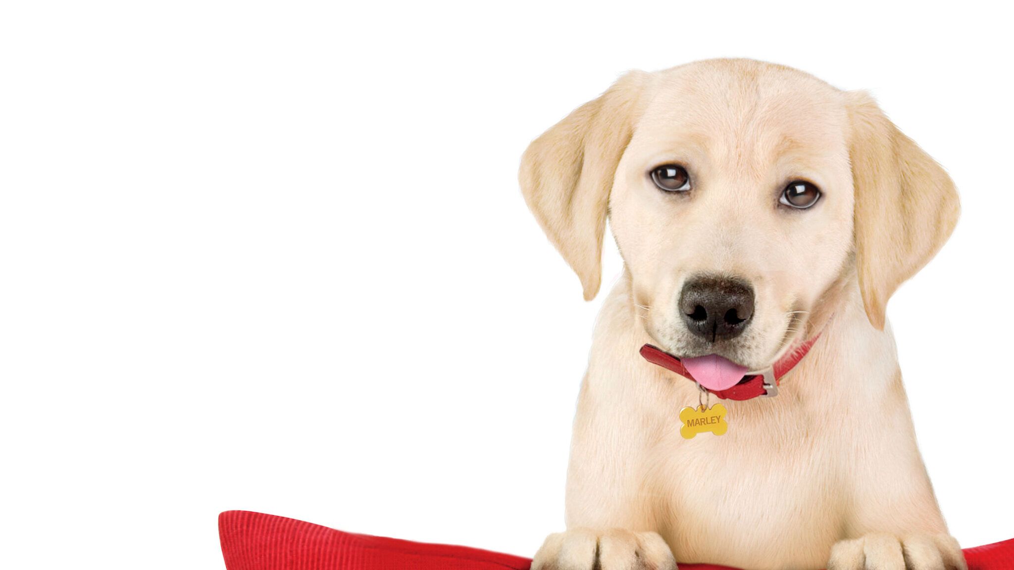 2048x1152 Marley and Me: The Puppy Years_hook_01