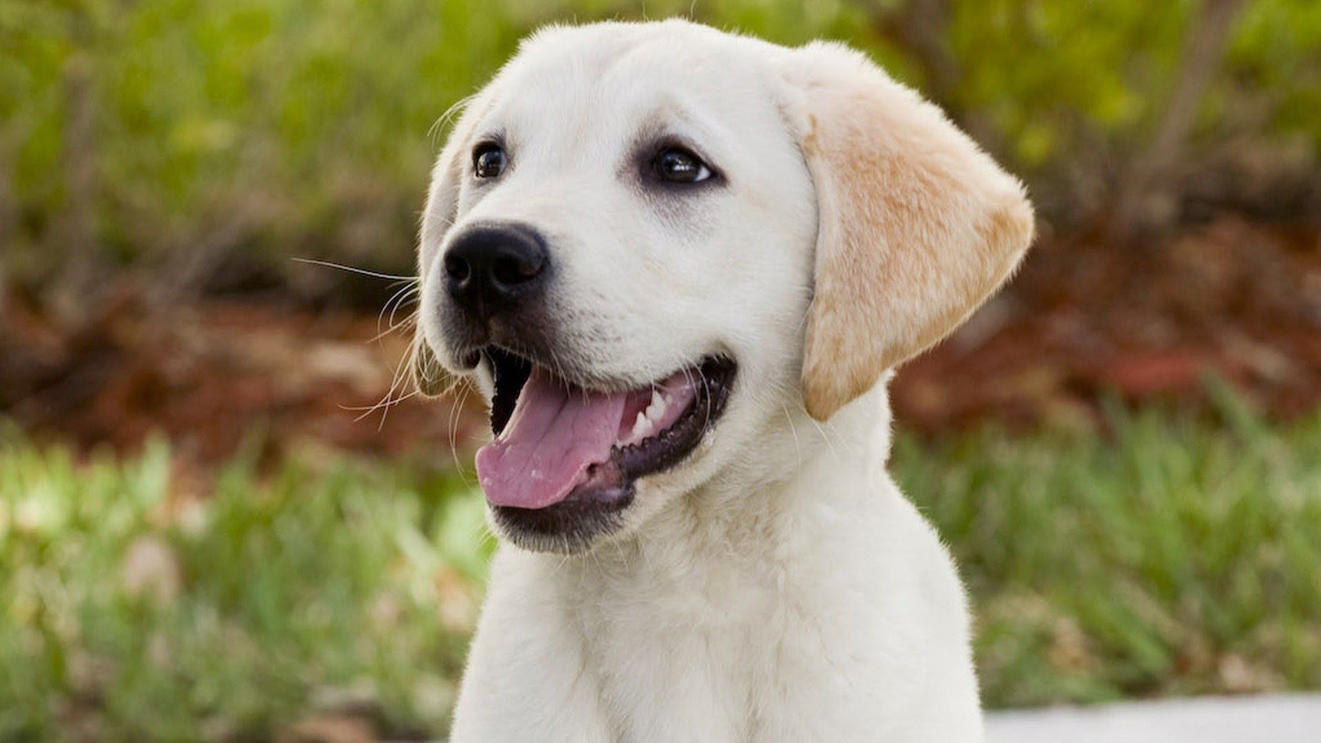 1920x1080 Marley & Me on Google Play