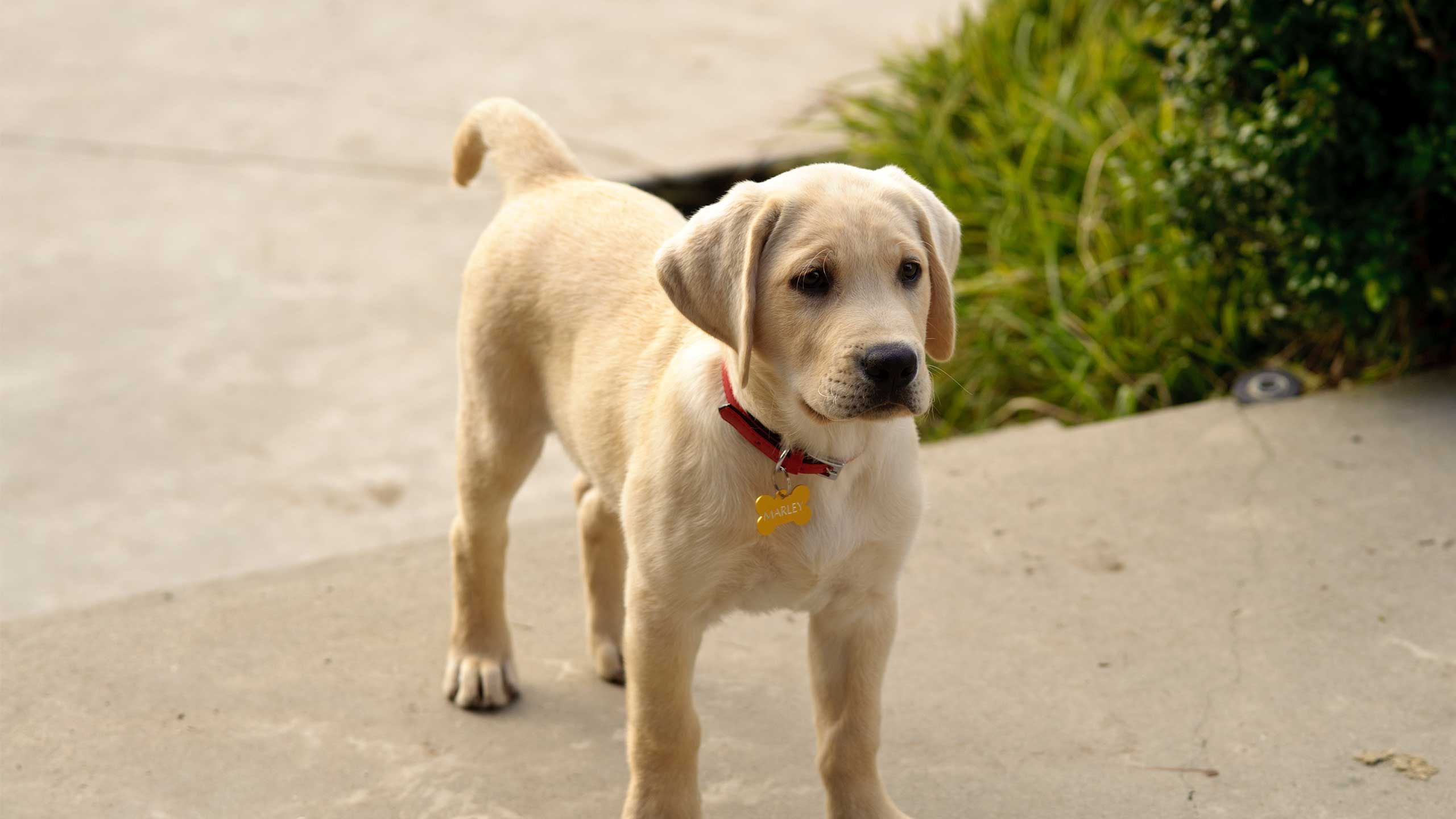 2560x1440 Marley and Me: The Puppy Years Trailer