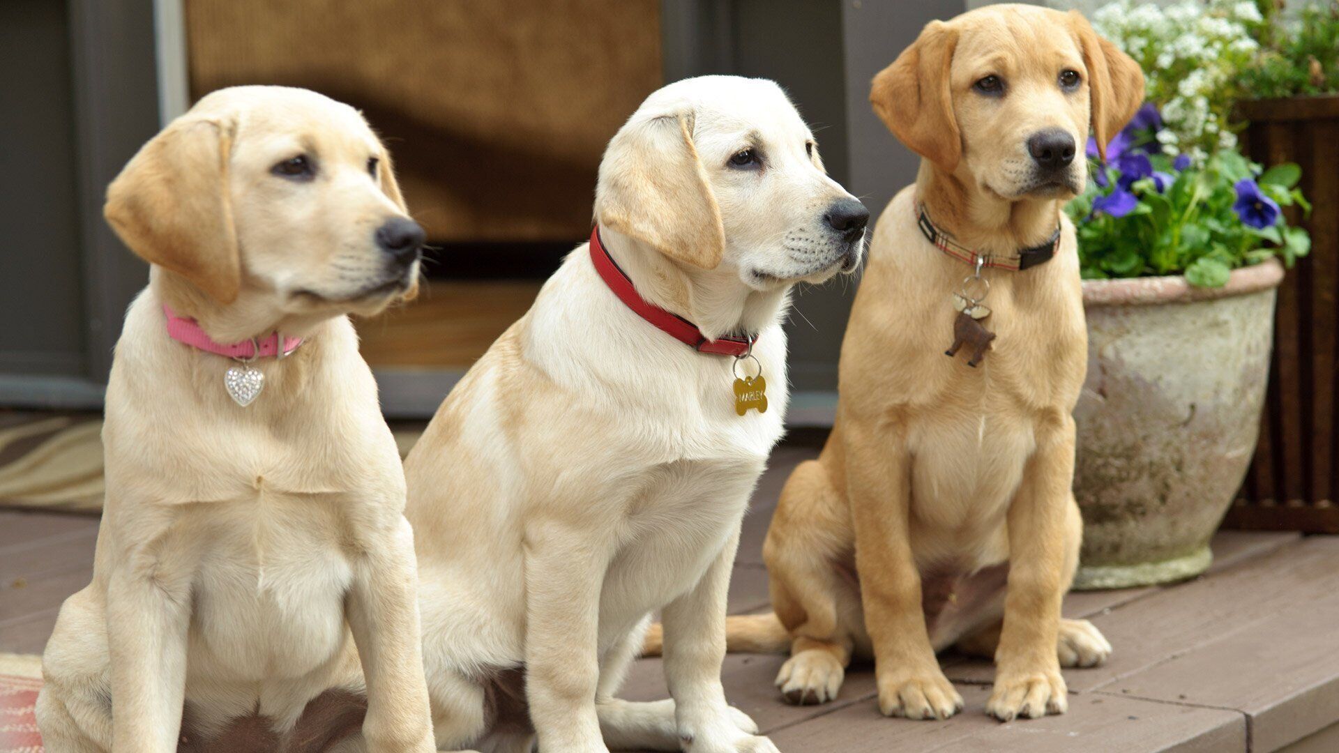 1920x1080 Stills and Photo from The Marley & Me: The Puppy Years, 2011