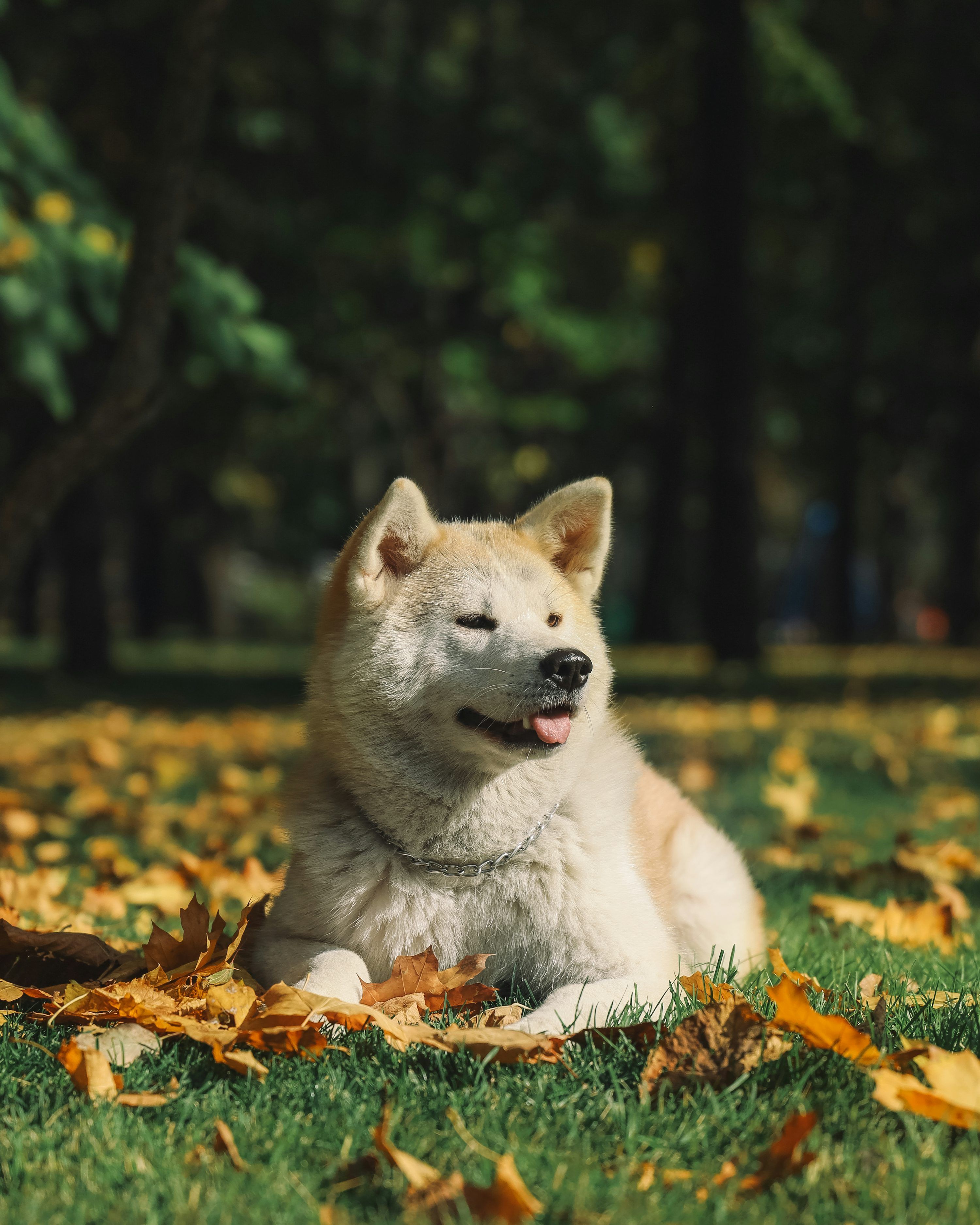 3000x3750 Akita Picture. Download Free Image
