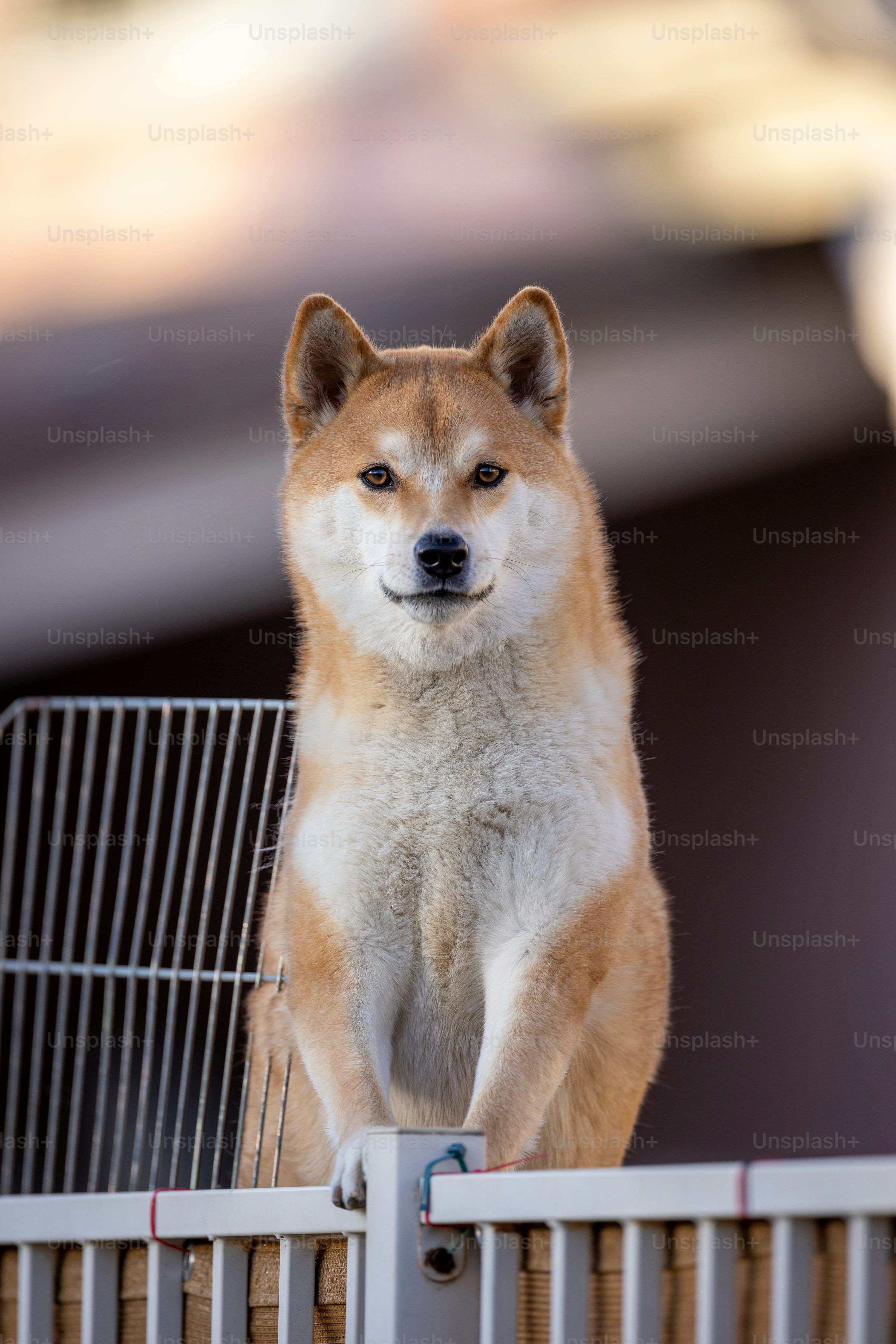 3000x4498 Akita Dog Picture. Download Free Image