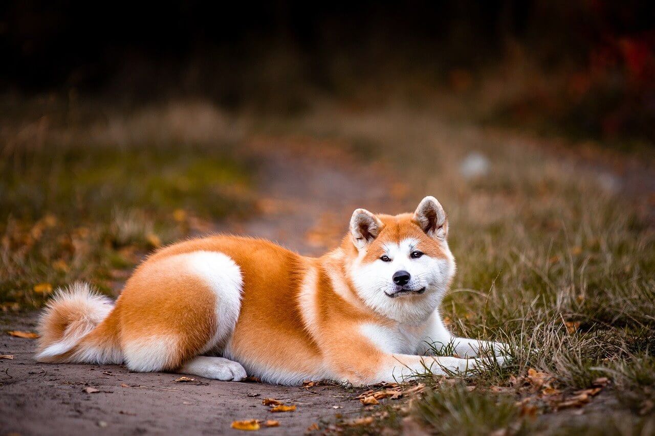 1280x853 Akita Information & Characteristics