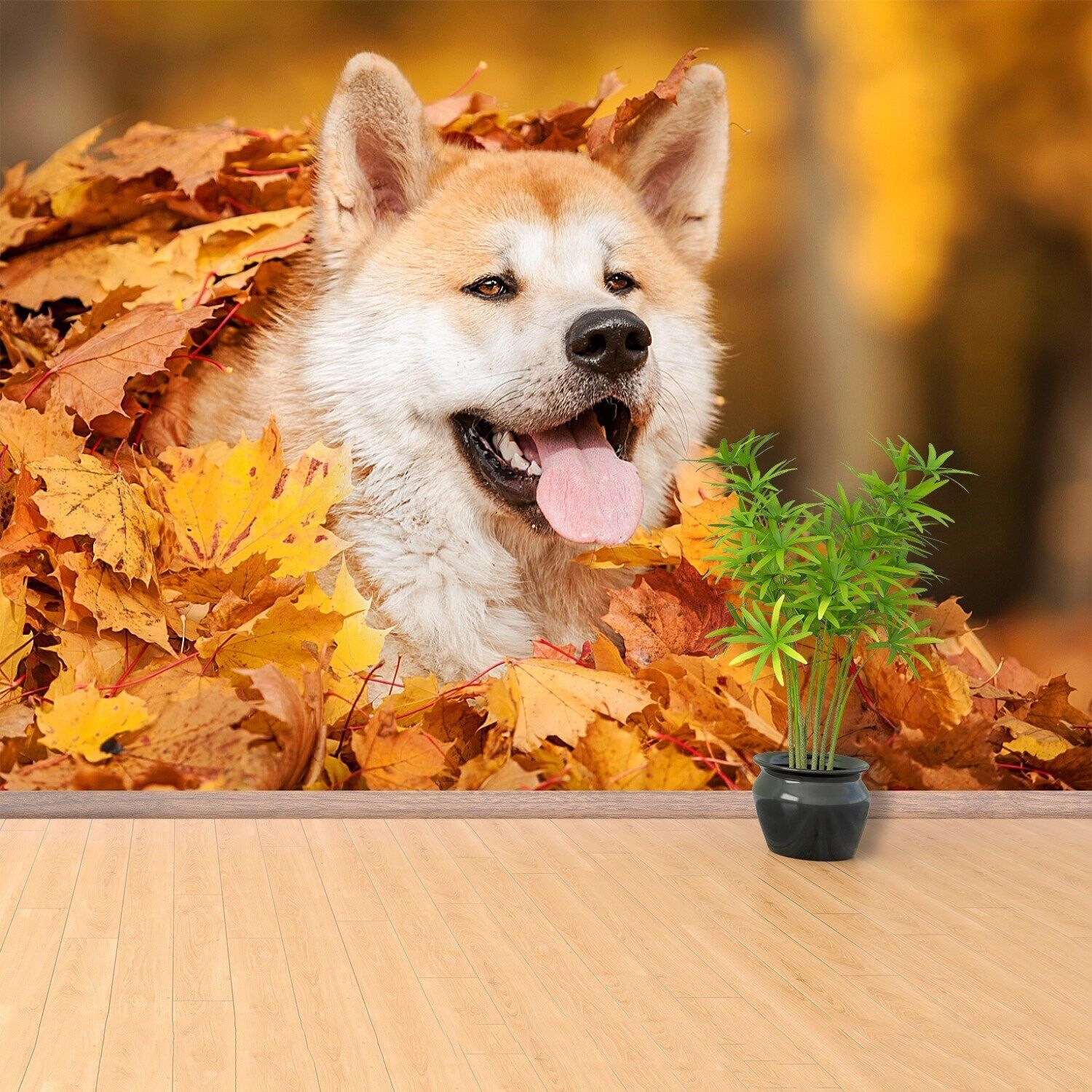 1500x1500 Akita Inu Dog Vlies Or Self Adhesive Wallpaper. Wall Mural Akita Inu Dog Lying In Leaves In Autumn Temporary Self Adhesive Photo Nonwoven