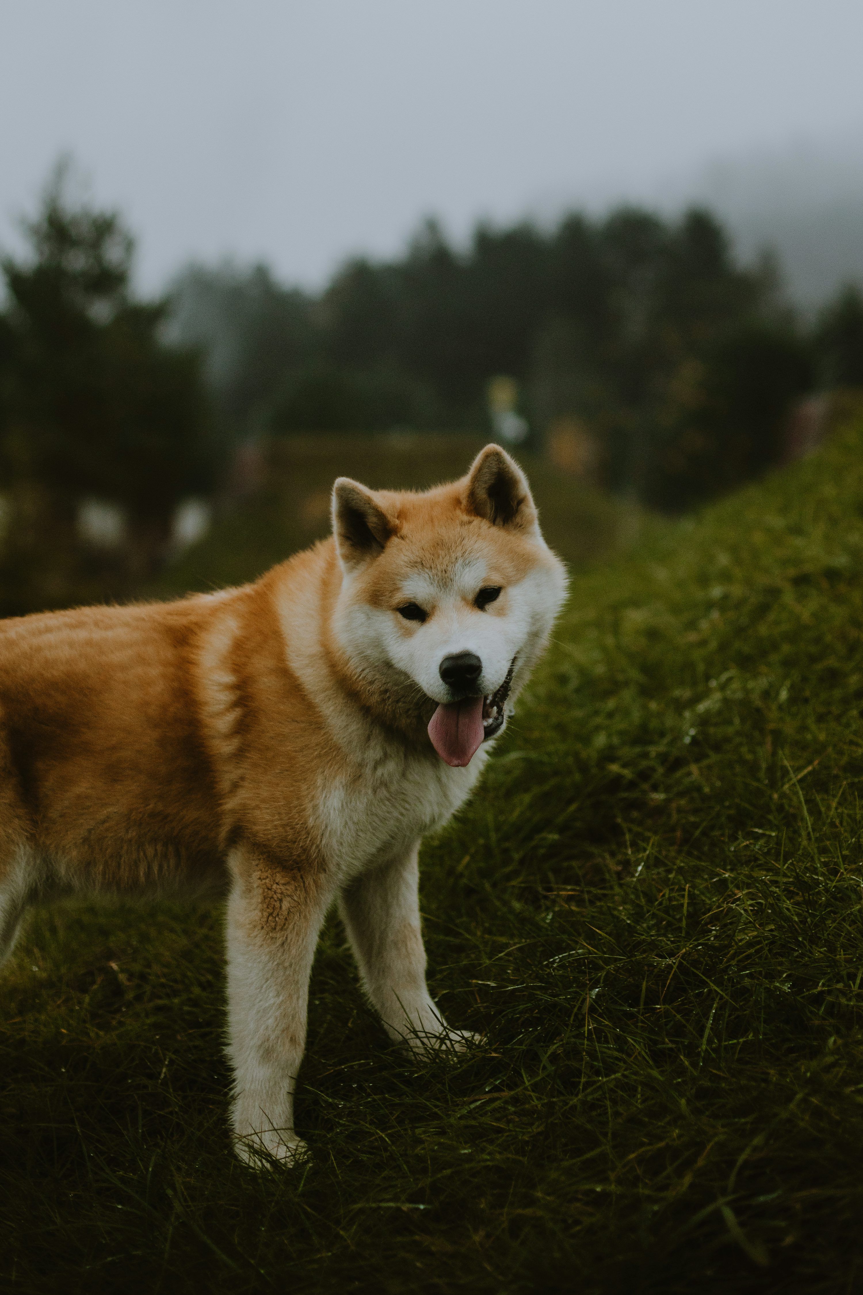 3000x4500 Akita Dog Picture. Download Free Image