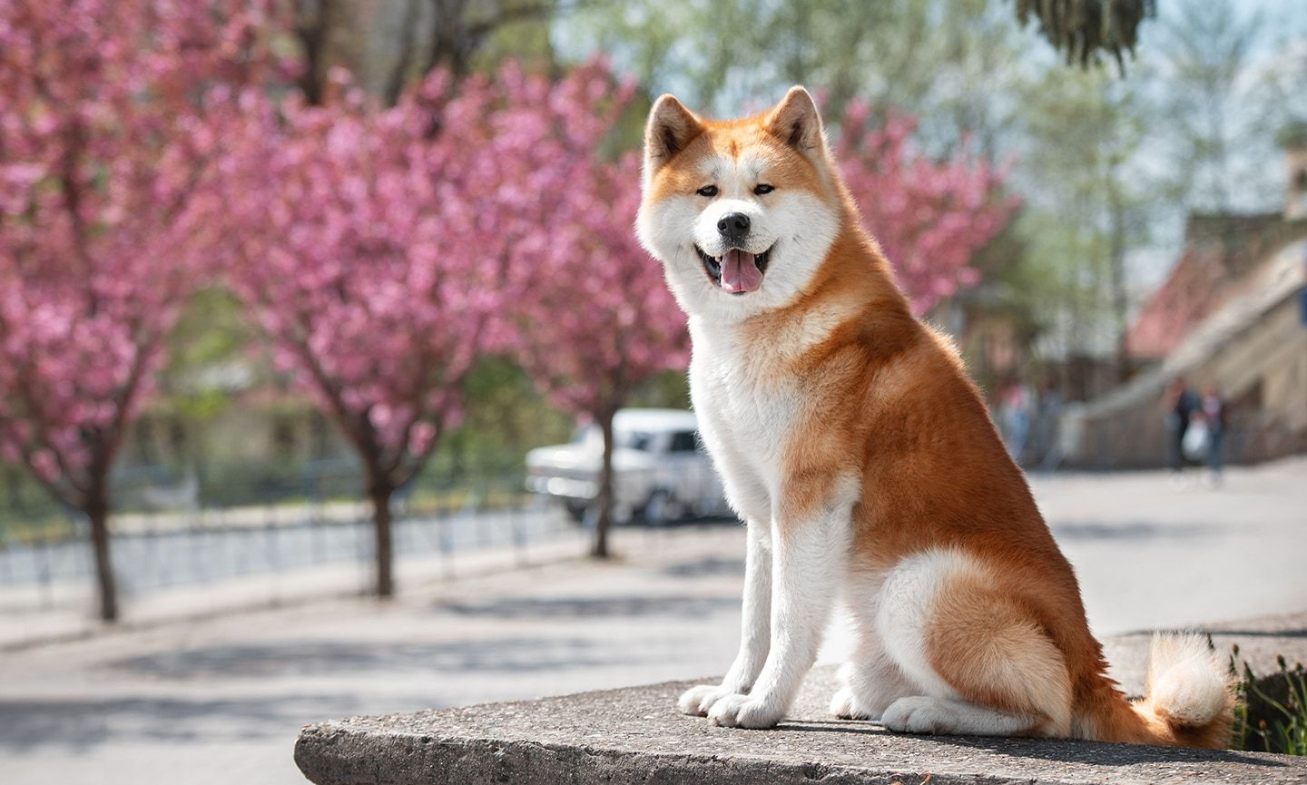 1440x865 Akita Breed: Characteristics, Care & Photo