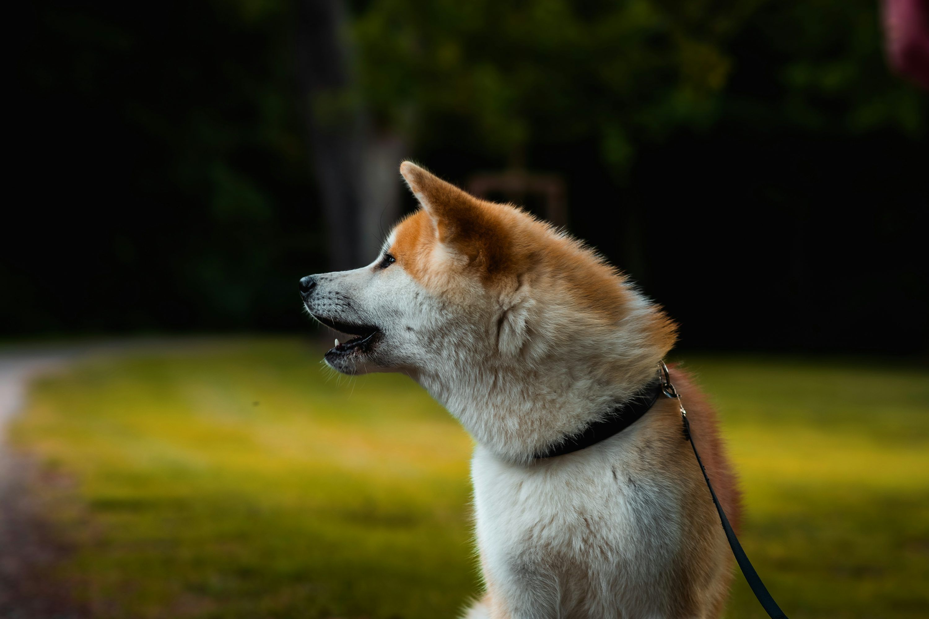 3000x2000 Akita dog on a leash looking to the side. photo