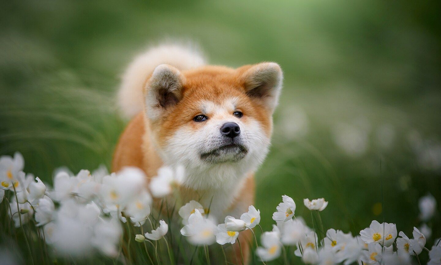 1440x865 Akita Breed: Characteristics, Care & Photo