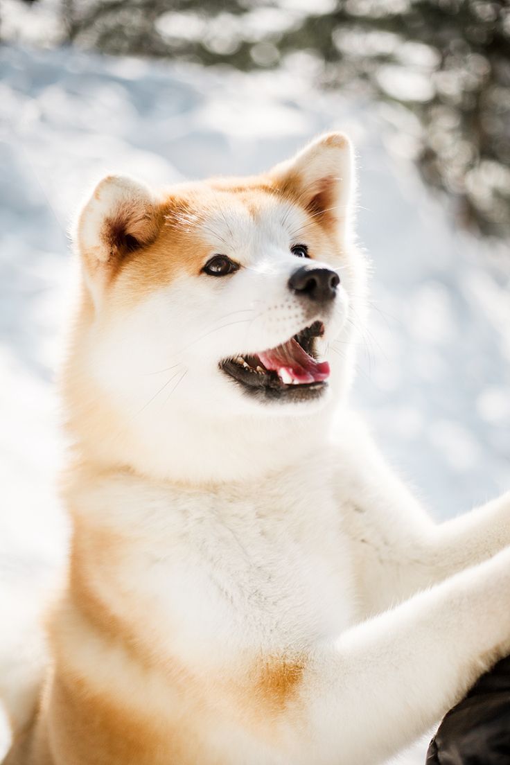 736x1104 Akita Inu