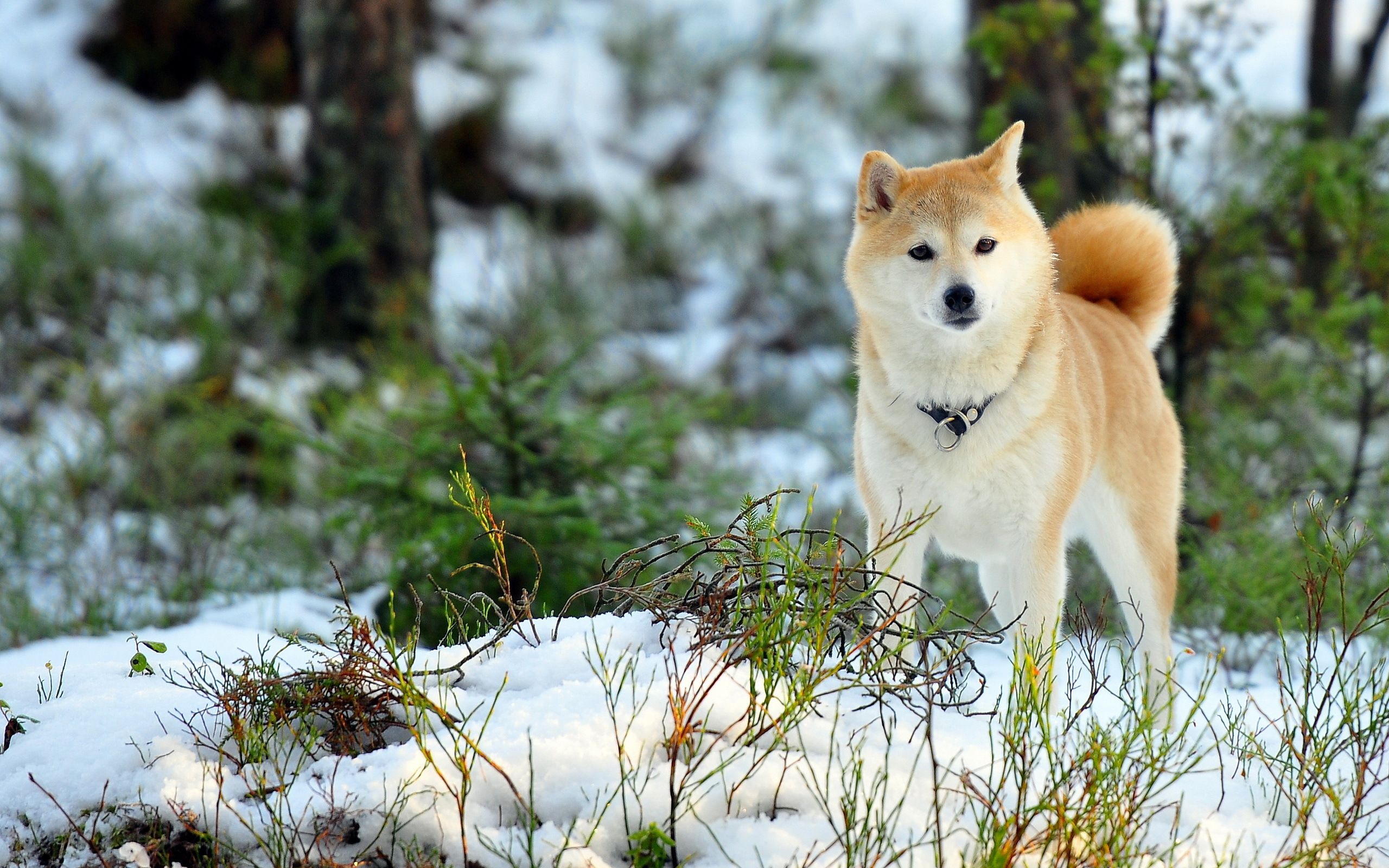 2560x1600 Stunning Akita Dog in Snow