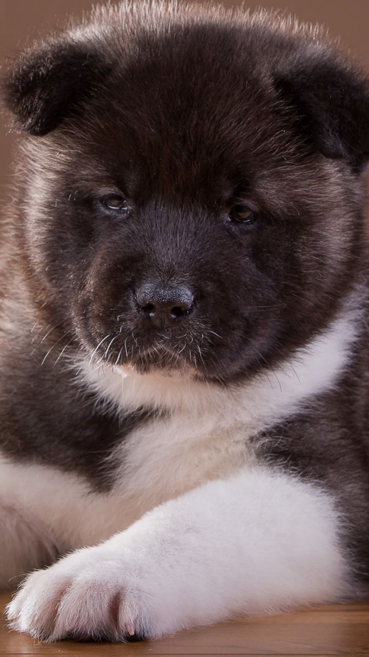 720x1280 Download wallpaper 720x1280 akita, puppy, dog samsung galaxy mini s s neo, alpha, sony xperia compact z z z asus zenfone HD background