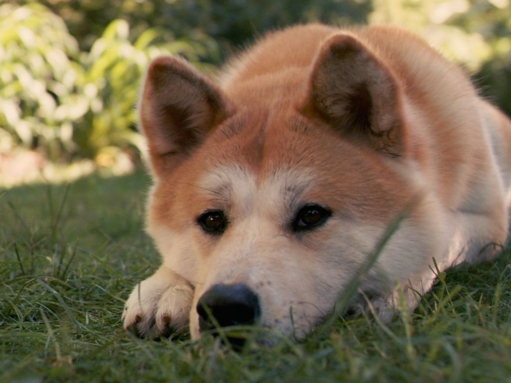 1024x768 Lovely Akita Inu dog photo and wallpaper. Beautiful Lovely Akita Inu dog picture