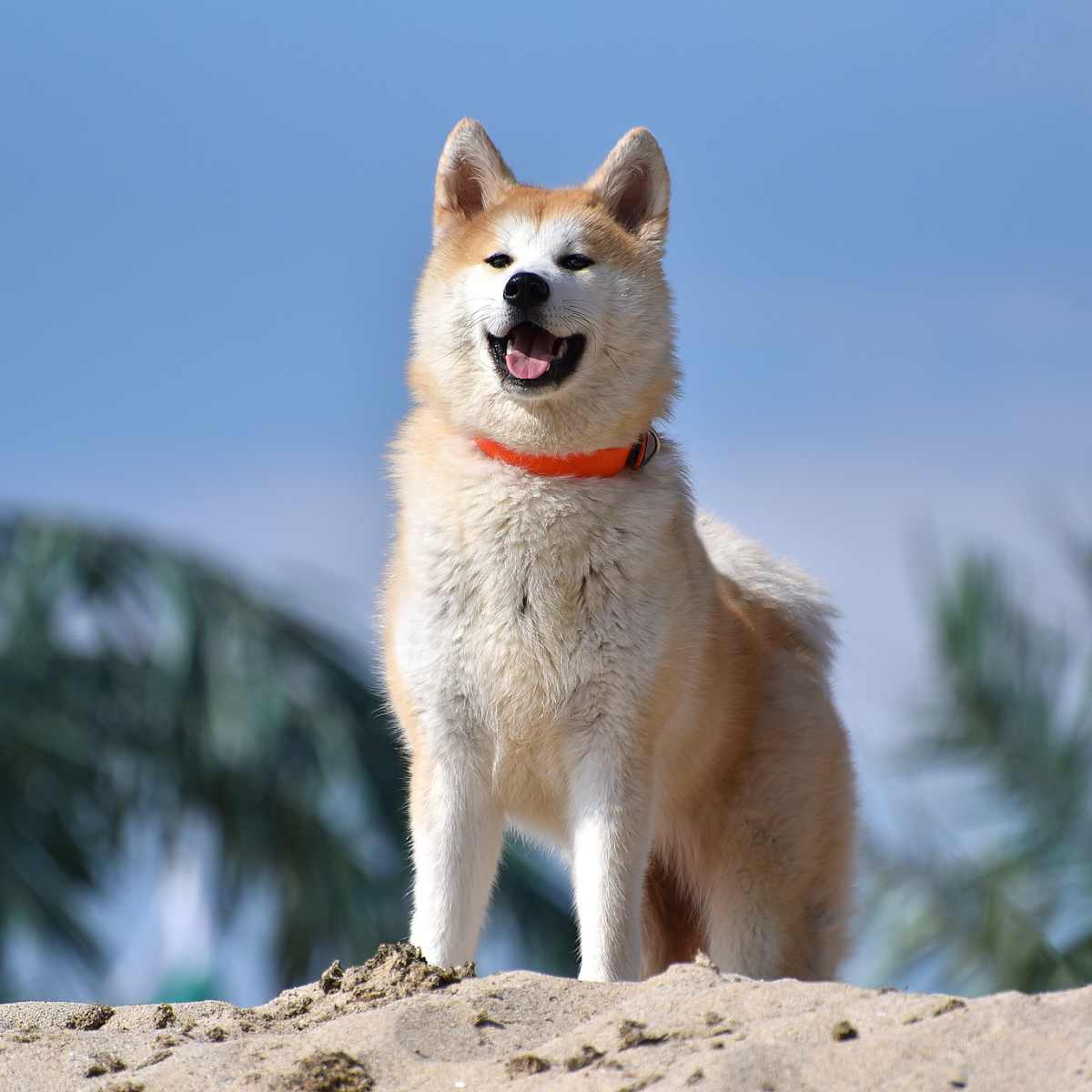1200x1200 The History and Characteristics of the Akita Dog Breed