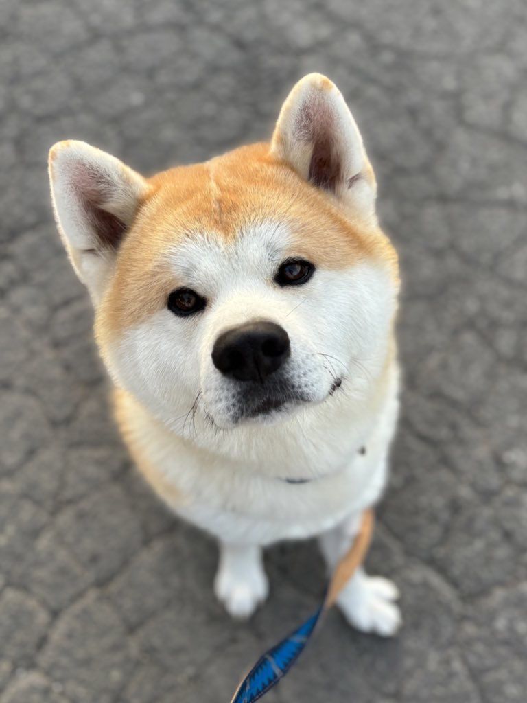 768x1024 Look, Look! “Proud Akita Dogs”