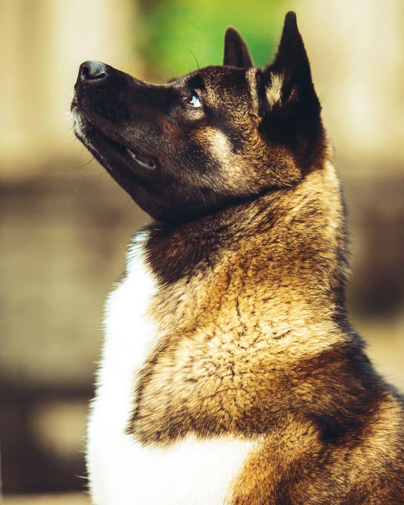 819x1024 The Akita Dog: Personality, Care & More Dog Magazine