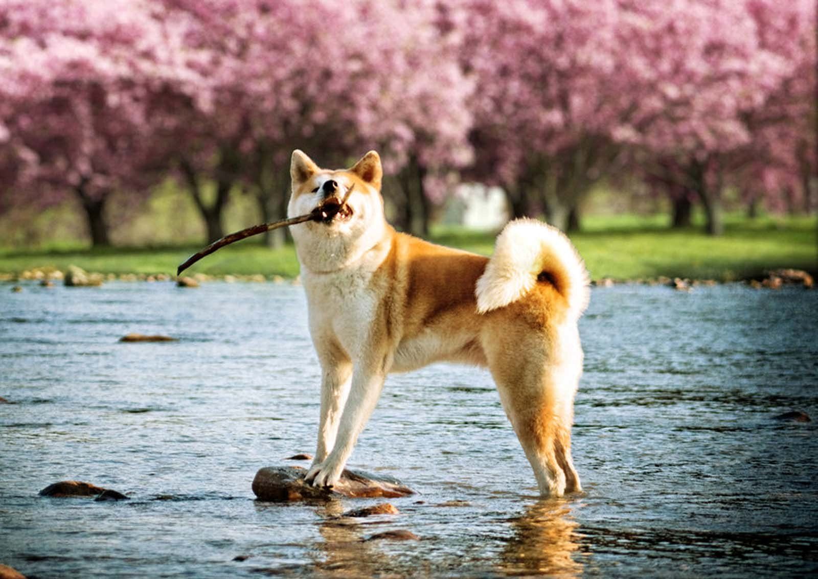 1600x1133 Lovely Akita Inu against the beautiful cherry blossoms photo and wallpaper. Beautiful Lovely Akita Inu against the beautiful cherry blossoms picture