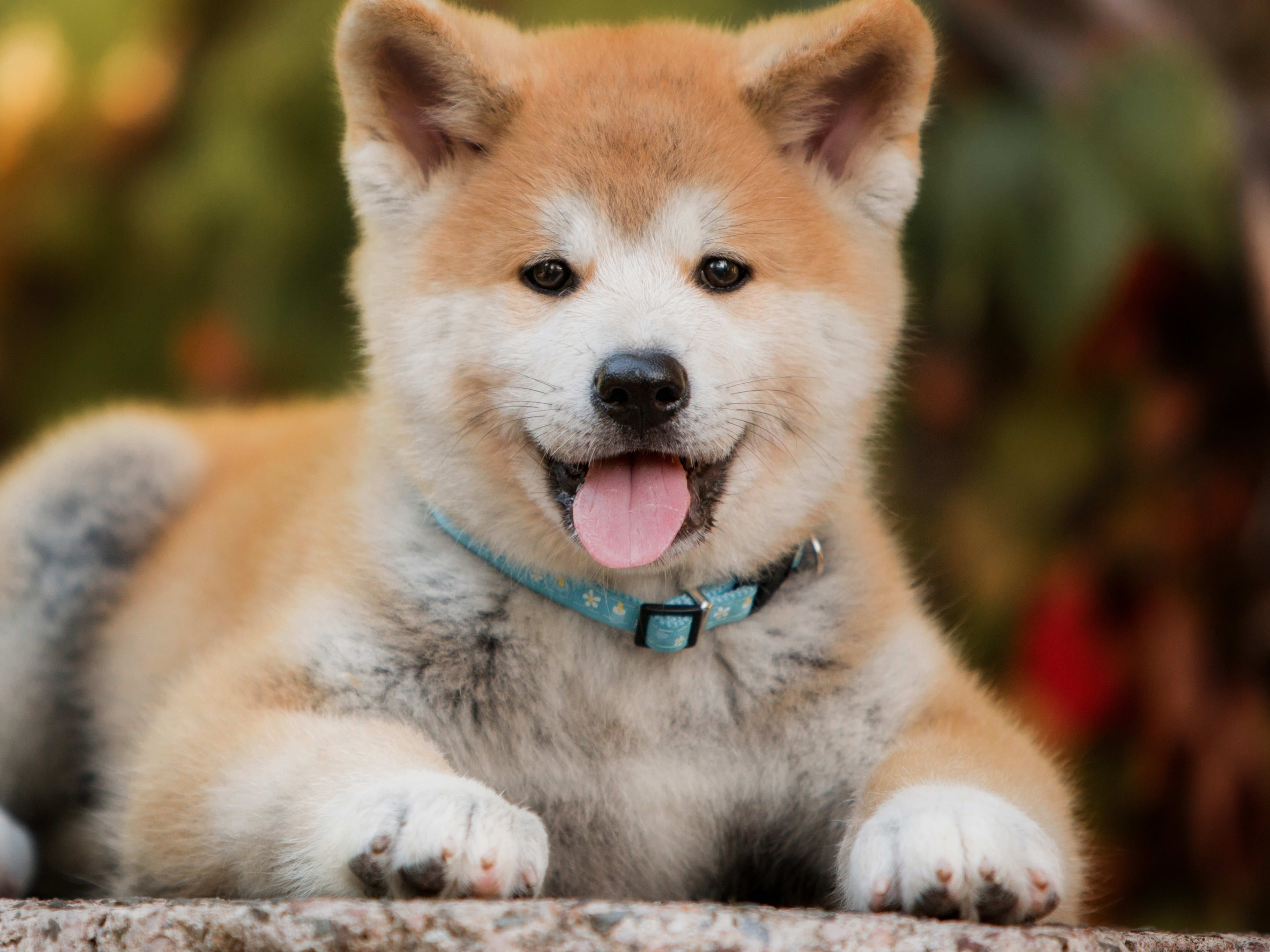 3840x2880 Akita Puppy Looks Completely Unprepared for Just How Cute He Is