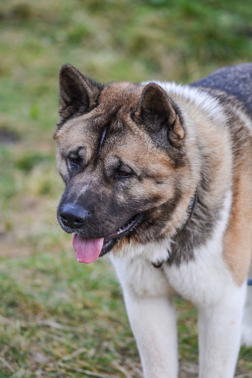 853x1280 Free American Akita & Akita Image