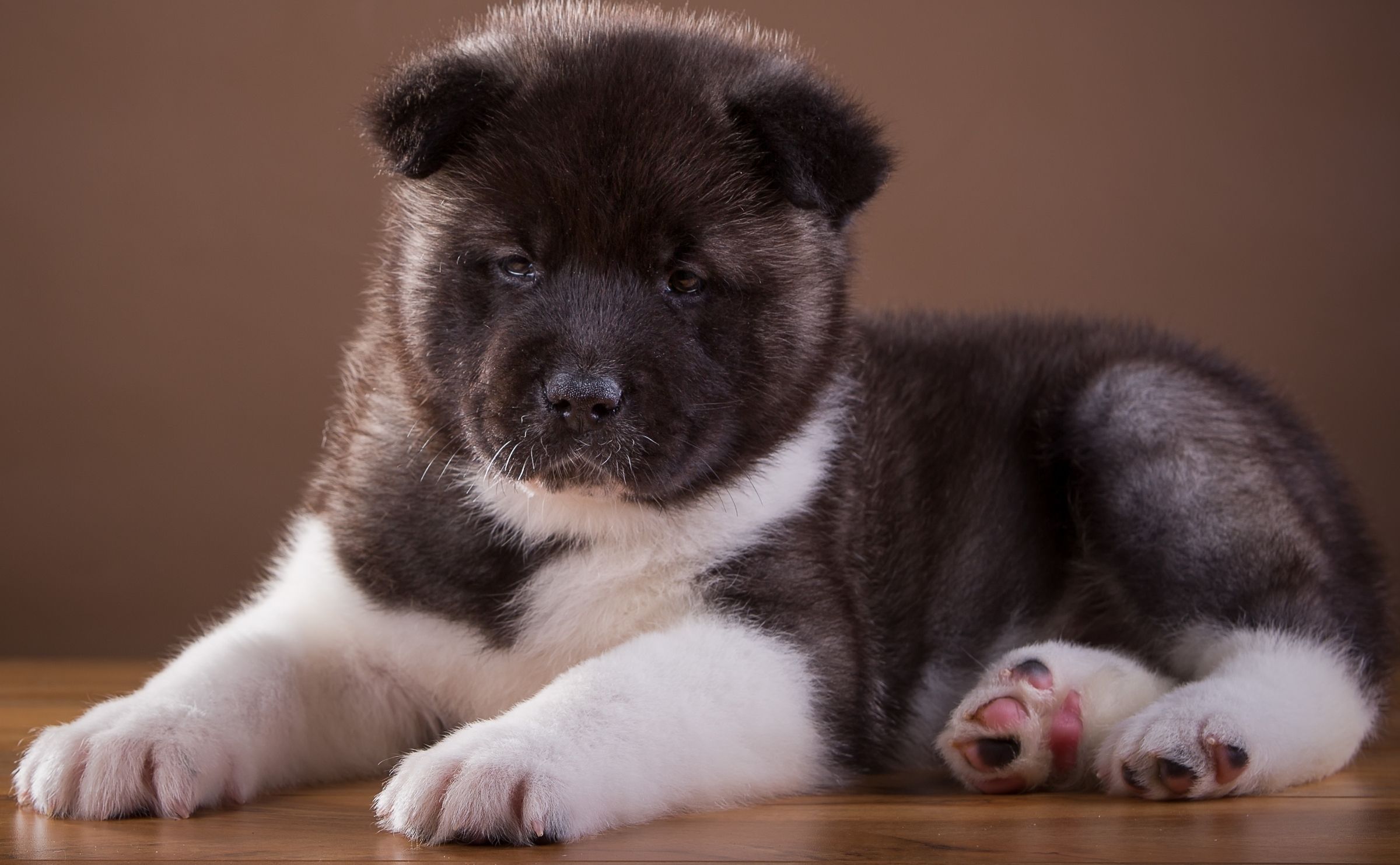 2400x1484 Wallpaper sweetheart, puppy, breed, doggie, Japanese, Akita for mobile and desktop, section собаки, resolution 2400x1484