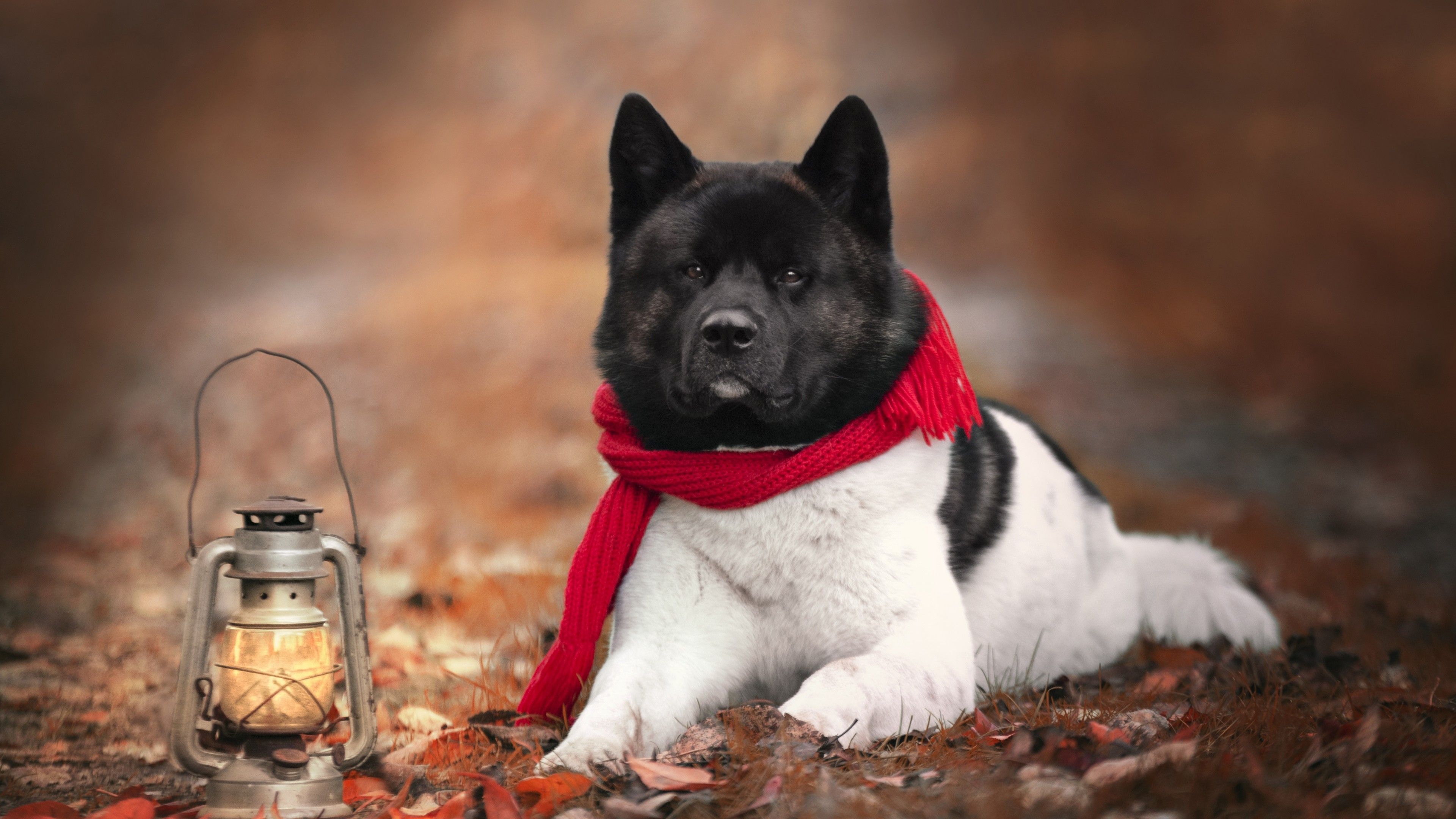 3840x2160 Akita Dog With Red Scarf Is Lying Down On Dry Green Grass Near Lantern 4K 5K HD Dog Wallpaper